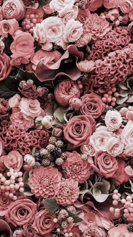 Blumen, pink roses, dahlias, SD Phone Wallpaper