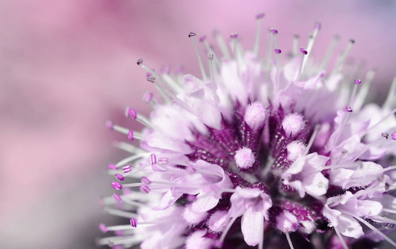Blumen, purple flower, soft petals, HD Desktop Wallpaper