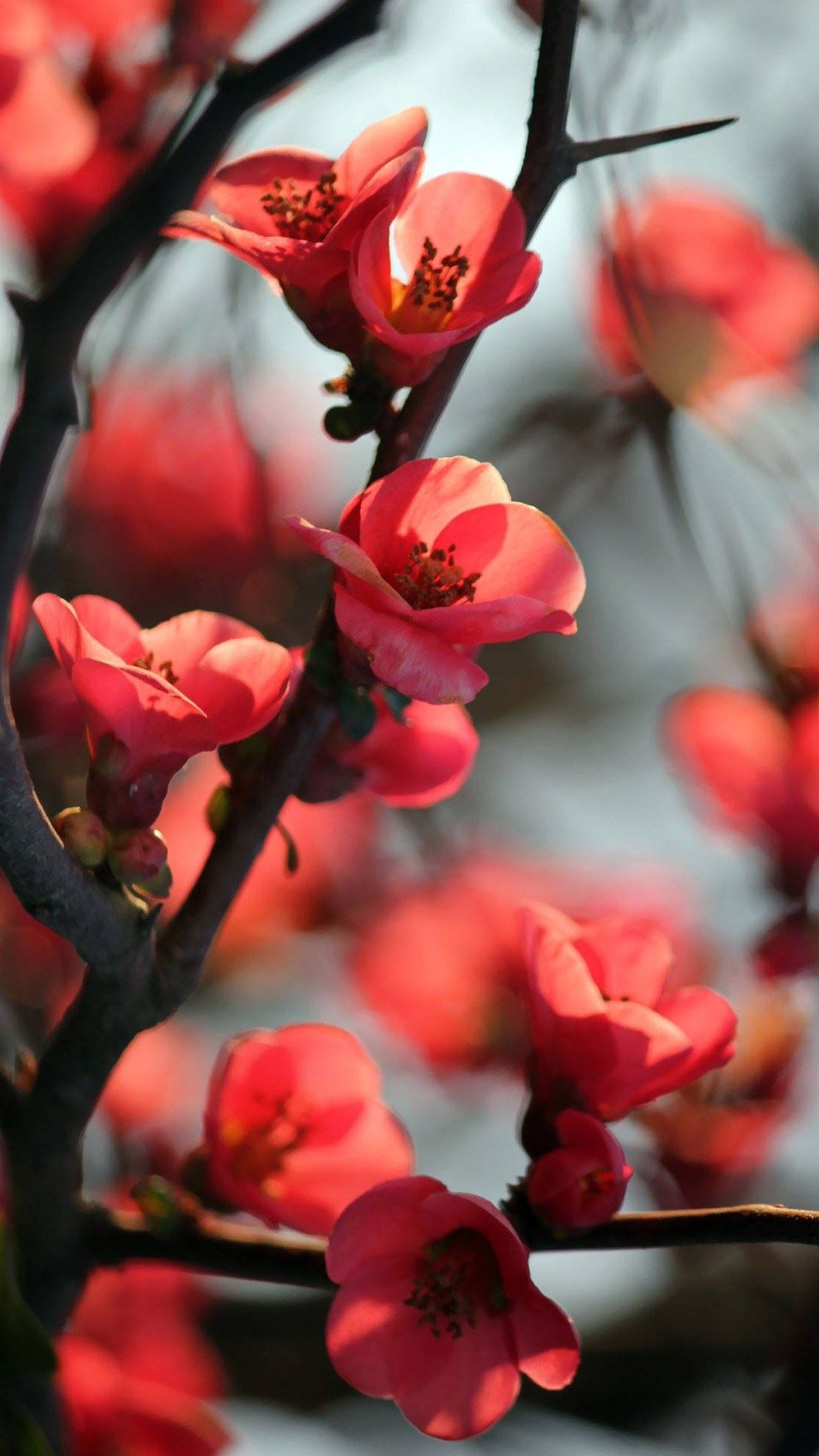 Blumen, coral blossoms, dark thorny branches, Full HD Phone Wallpaper
