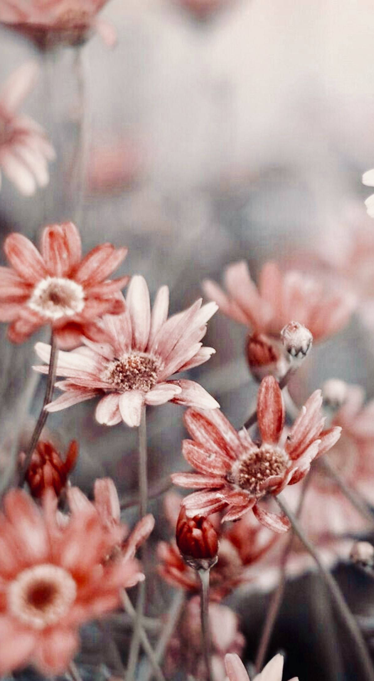 Blumen, soft pink daisies, white centers, Full HD Phone Wallpaper