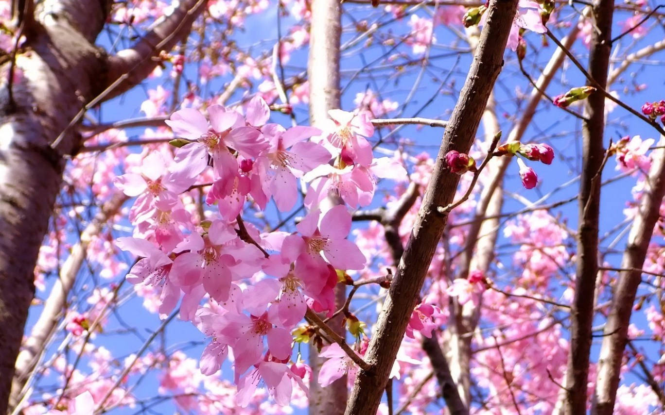 Blumen, cherry blossom, pink, HD Desktop Wallpaper