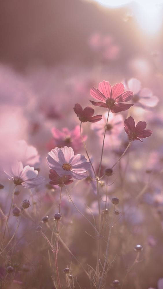 Blumen, soft pink cosmos flowers, sunlit field, SD Phone Wallpaper