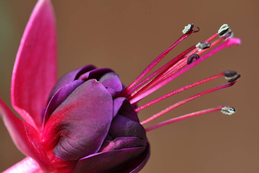 Blumen, lavender hues, fuchsia flower, SD Desktop Wallpaper