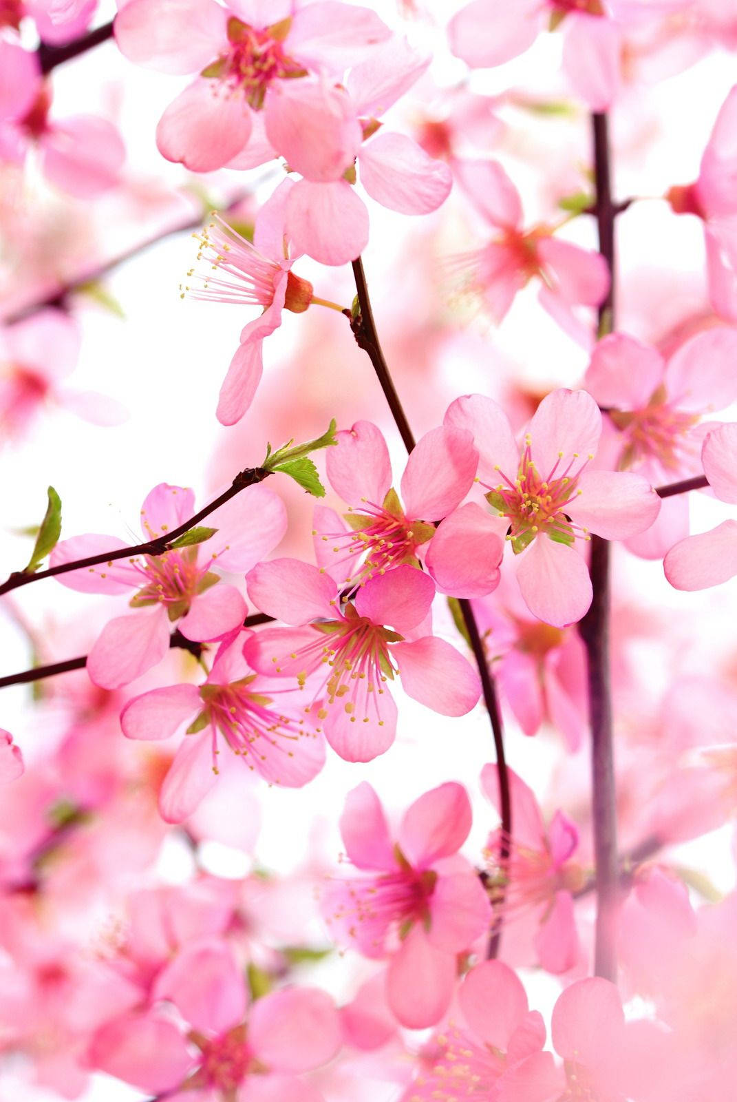 pink blossom flowers, cherry blossoms, dark branches, HD Phone Wallpaper