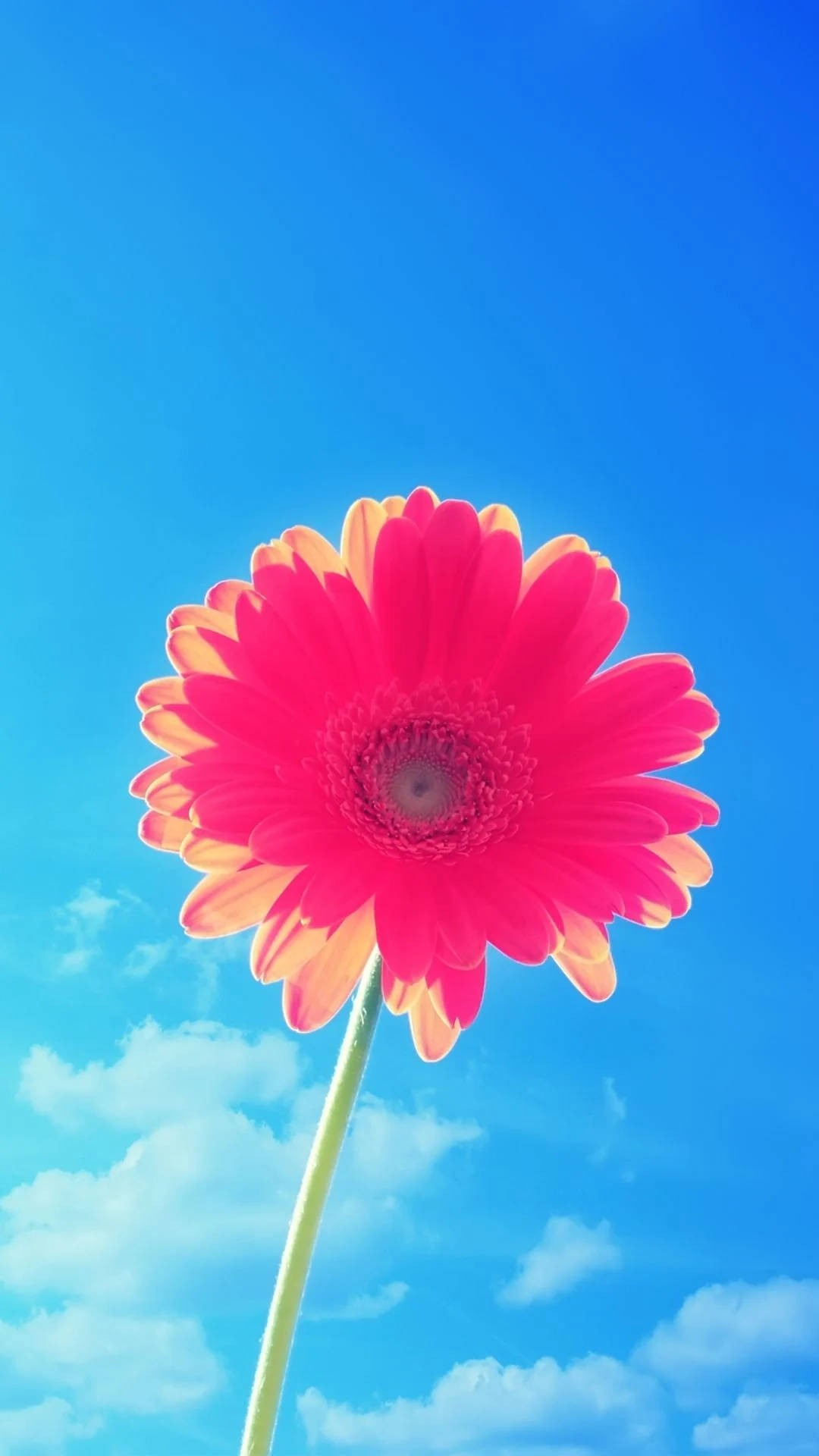 Daisy Pinky Apple Flower, vibrant pink gerbera daisy, yellow-tipped petals, Full HD Phone Wallpaper