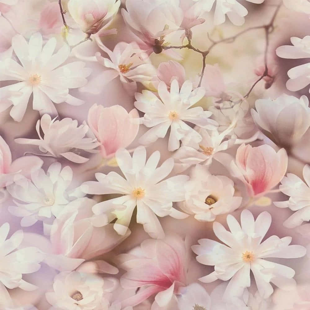 Blush, floral dreamscape, pink magnolia blossoms, SD Desktop Wallpaper