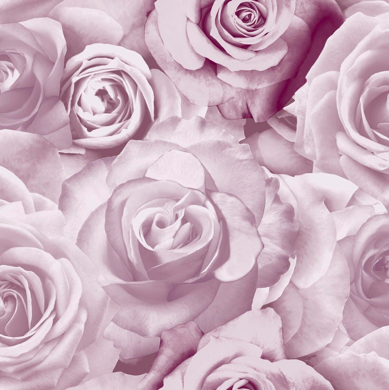 monochromatic blush roses pattern, soft lavender roses, delicate petals, HD Phone Wallpaper