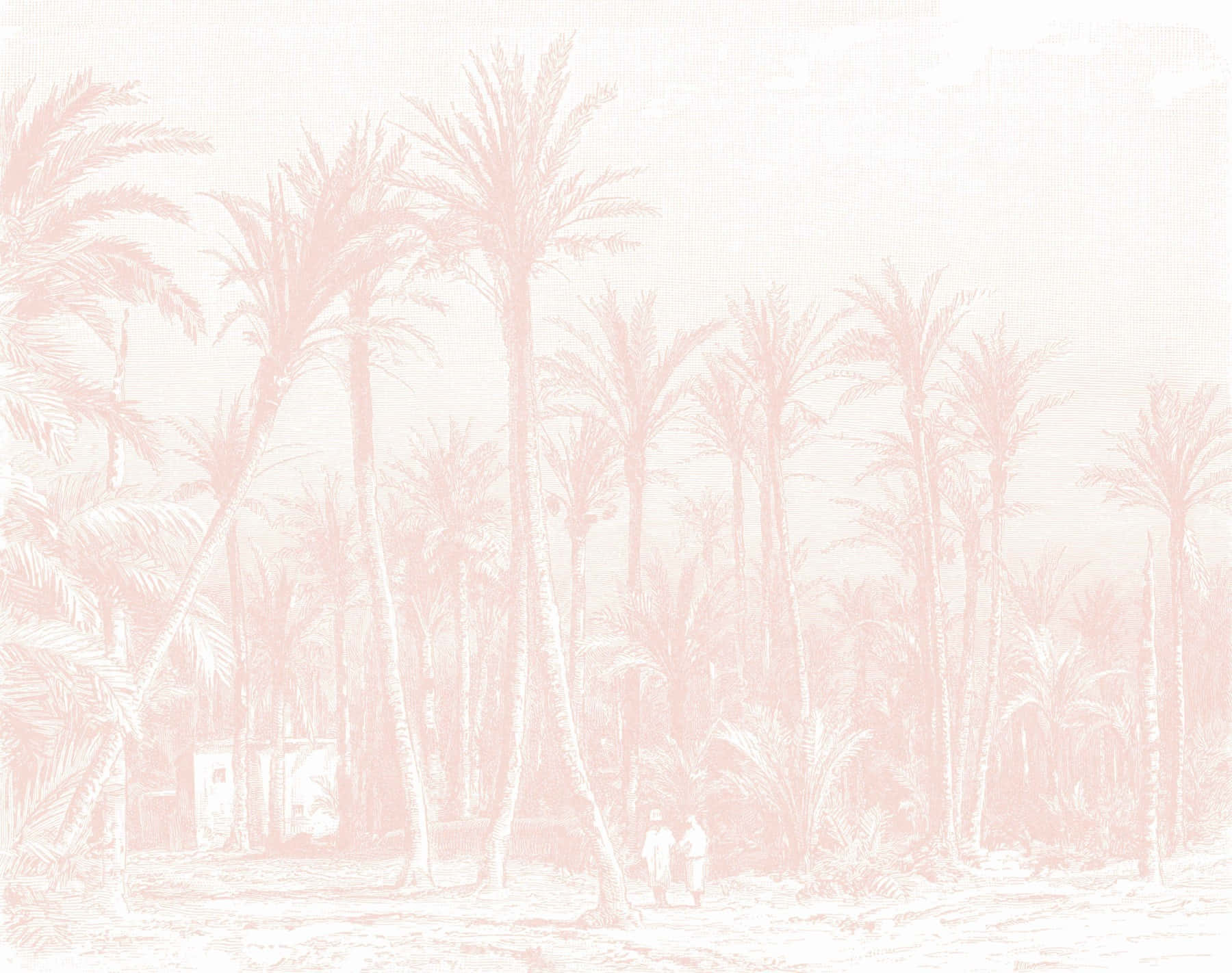 Blush Toned Palm Grove, pale pink palm forest, hazy sky, HD Desktop Wallpaper