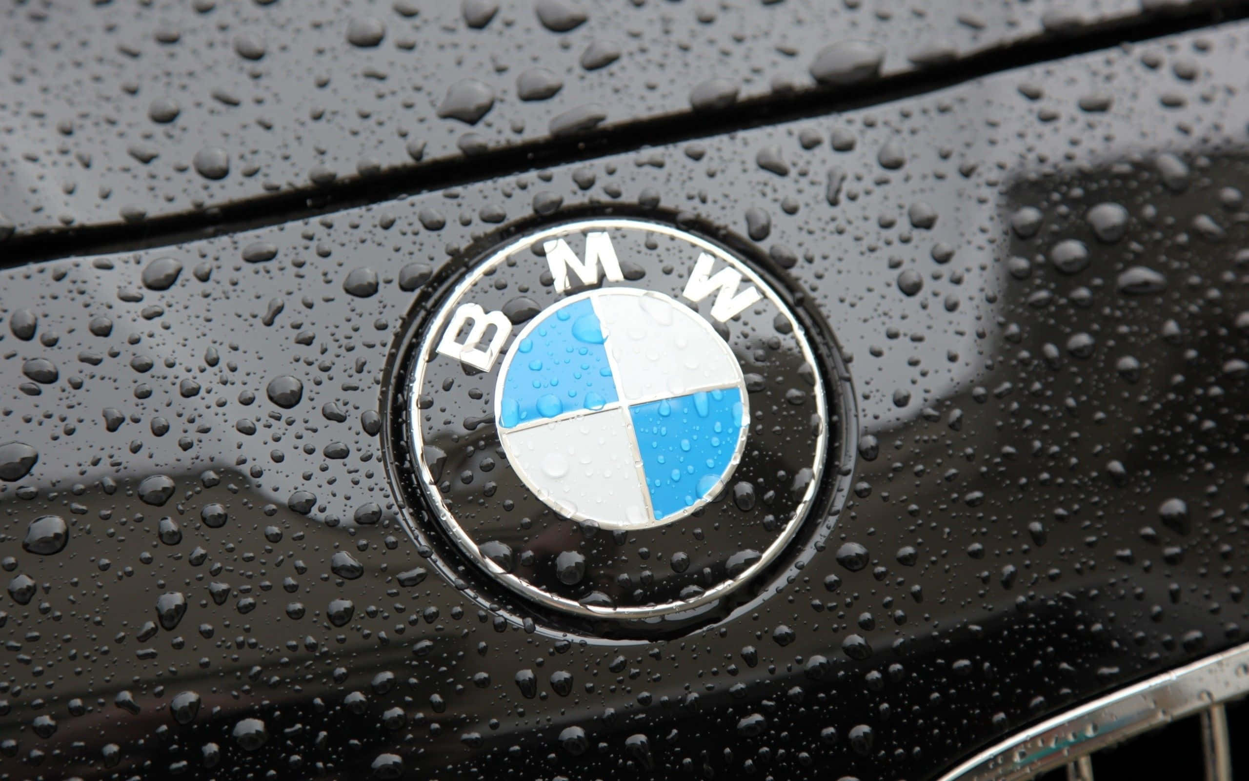 BMW Logo, wet black car hood, raindrops glistening, 2K Desktop Wallpaper