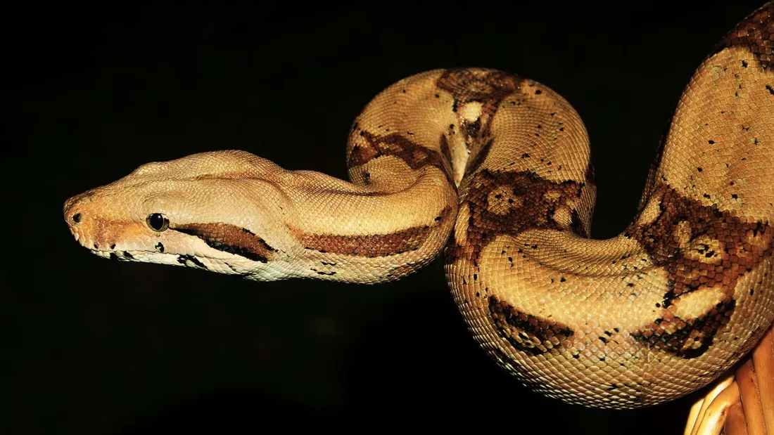 Boa Constrictor