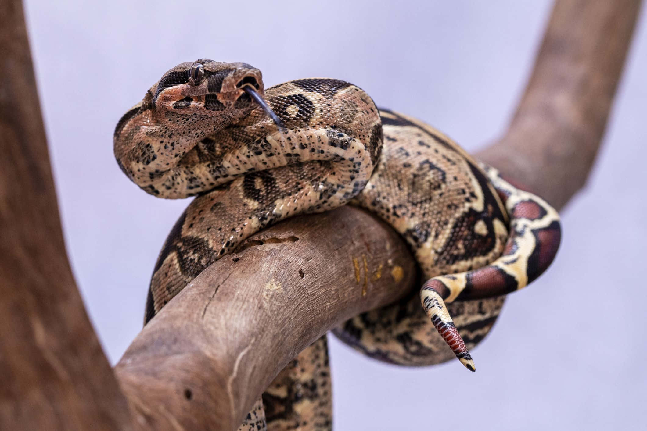 Boa Constrictor, coiled on branch, patterned python, Full HD Desktop Wallpaper