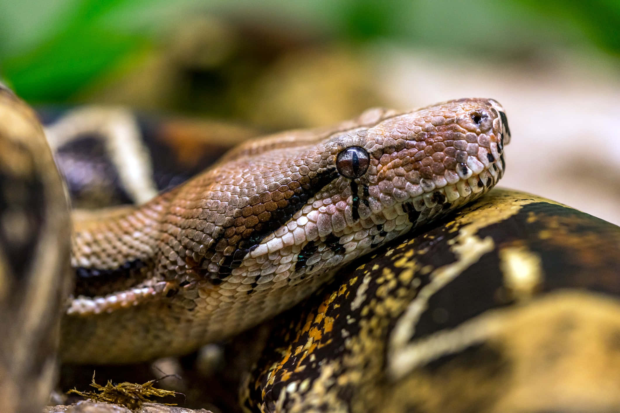 Boa Constrictor, python's head, coiled body, Full HD Desktop Wallpaper