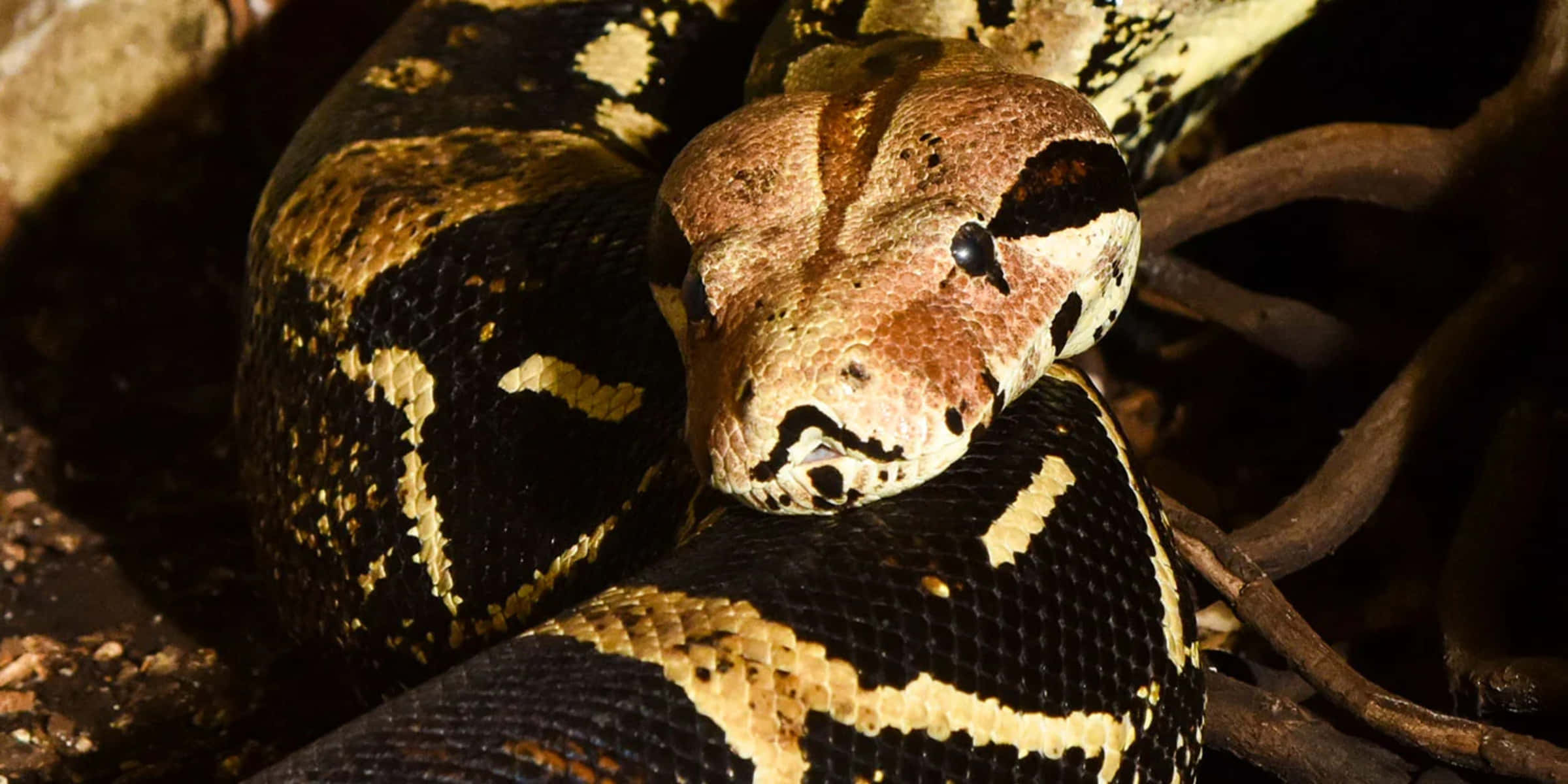 Boa Constrictor, reticulated python, dark roots, Full HD Desktop Wallpaper