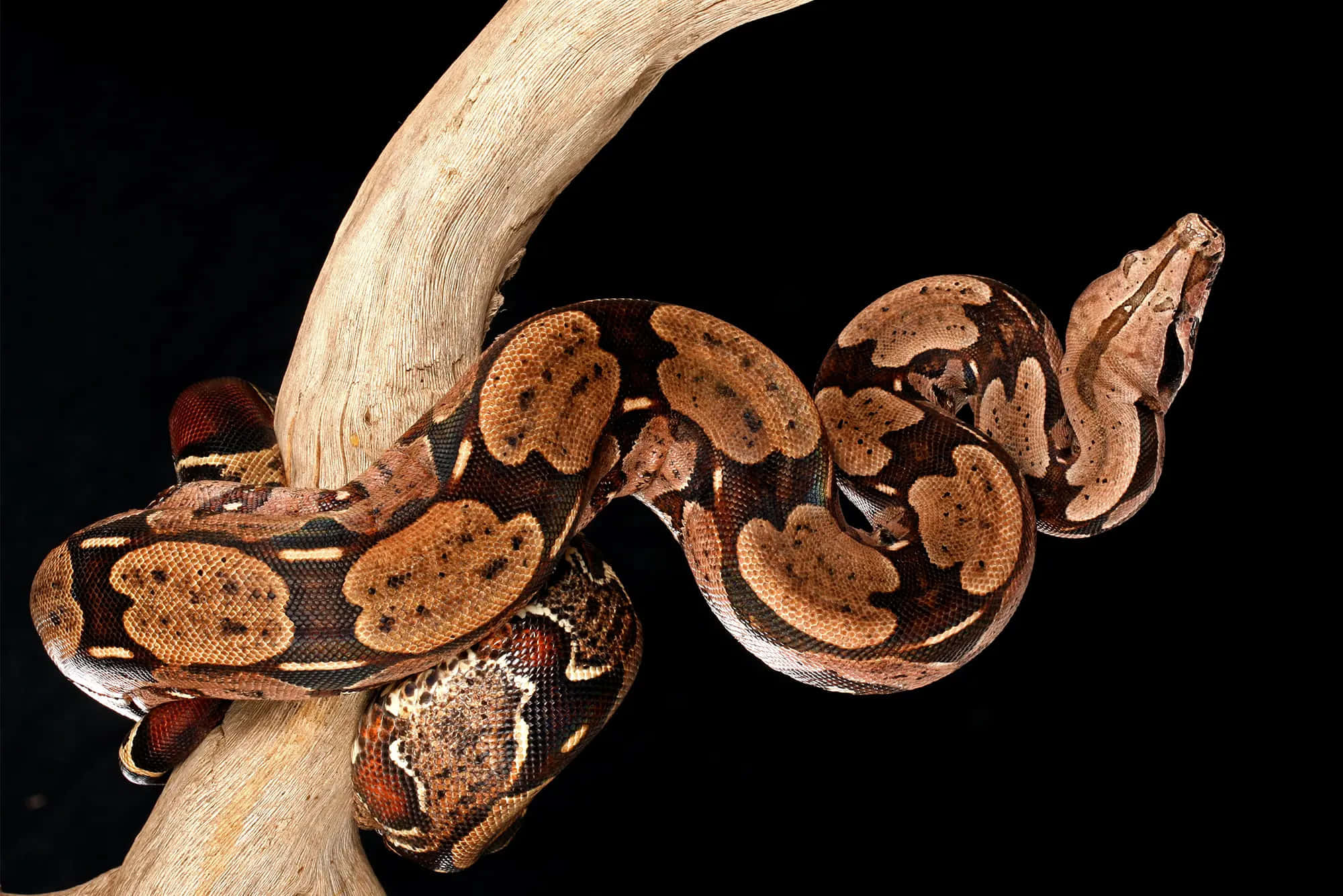Boa Constrictoron Branch, ball python, light-colored branch, Full HD Desktop Wallpaper