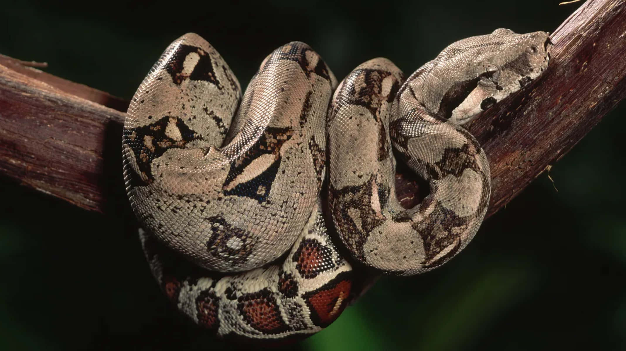 Boa Constrictor, coiledon branch, thick tree branch, Full HD Desktop Wallpaper