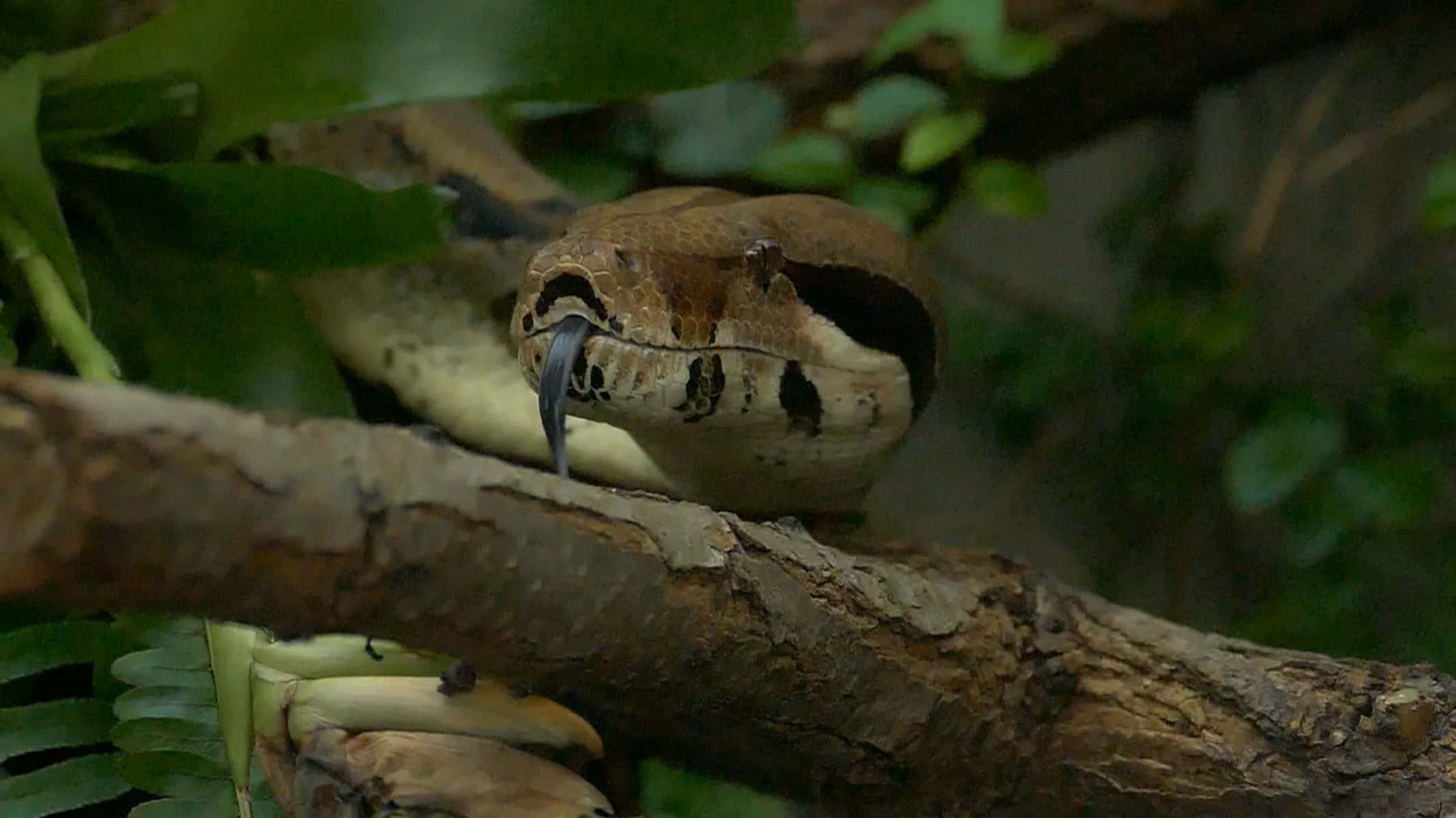 Boa Constrictor, branch, tree branch, Full HD Desktop Wallpaper