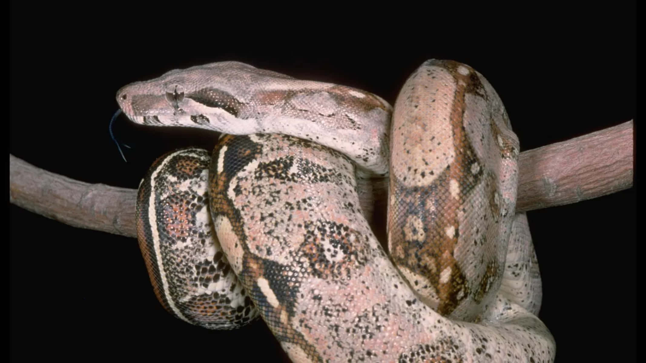 Boa Constrictoron Branch, booted python, branch, Full HD Desktop Wallpaper