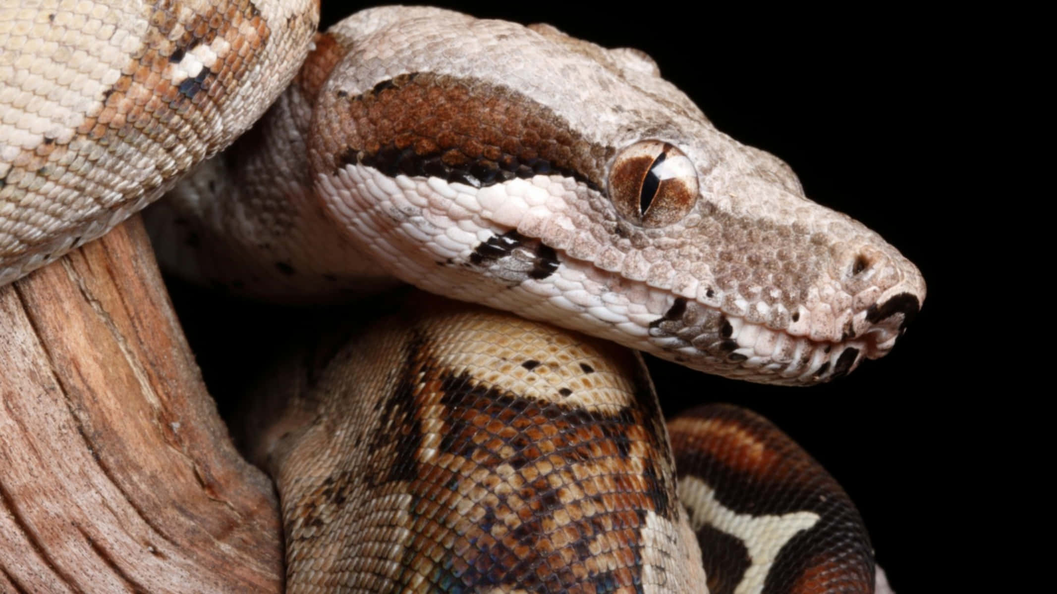 Boa Constrictor, booted python, rough wooden branch, Full HD Desktop Wallpaper