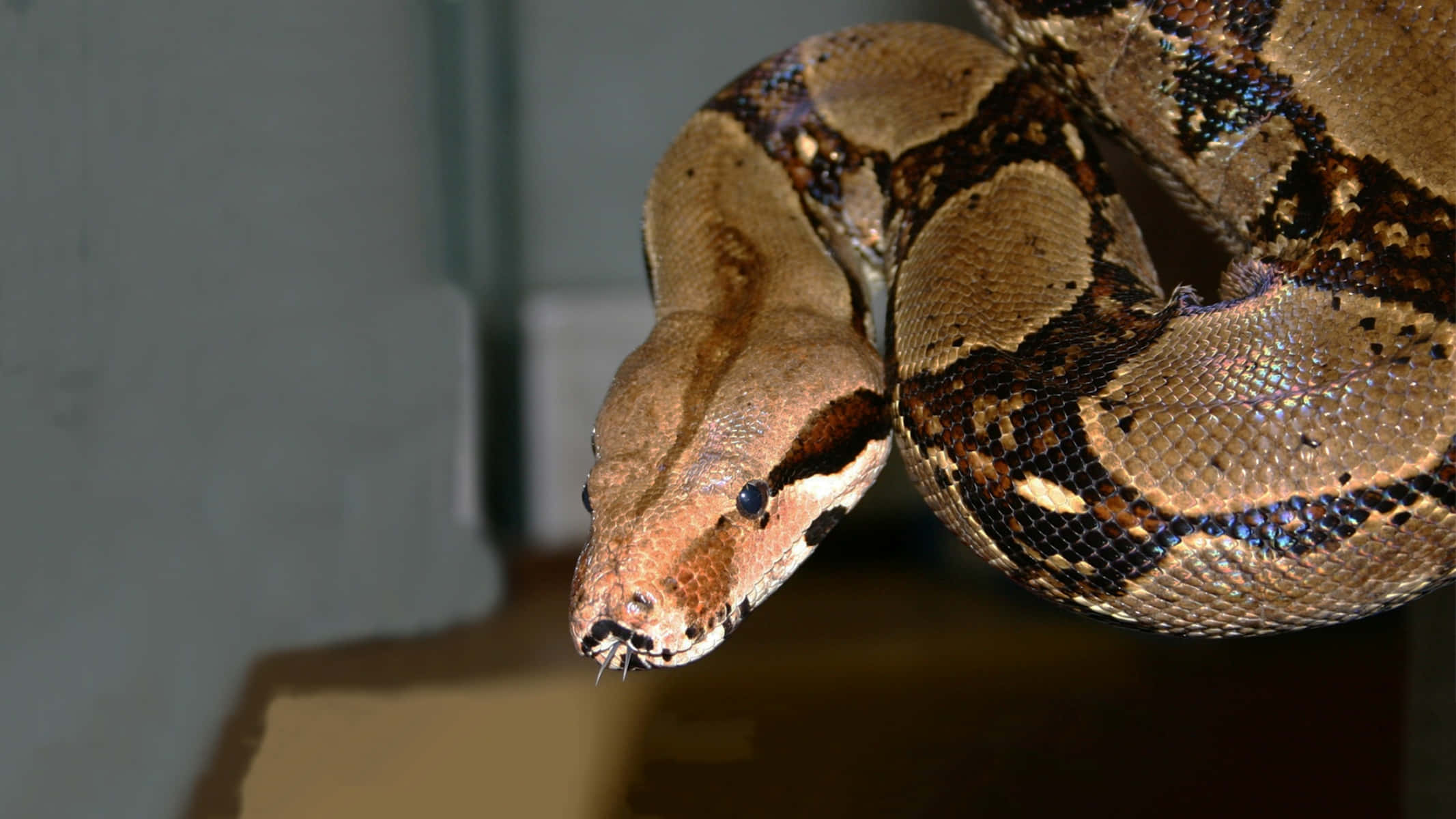 Boa Constrictor, python, coiled, Full HD Desktop Wallpaper