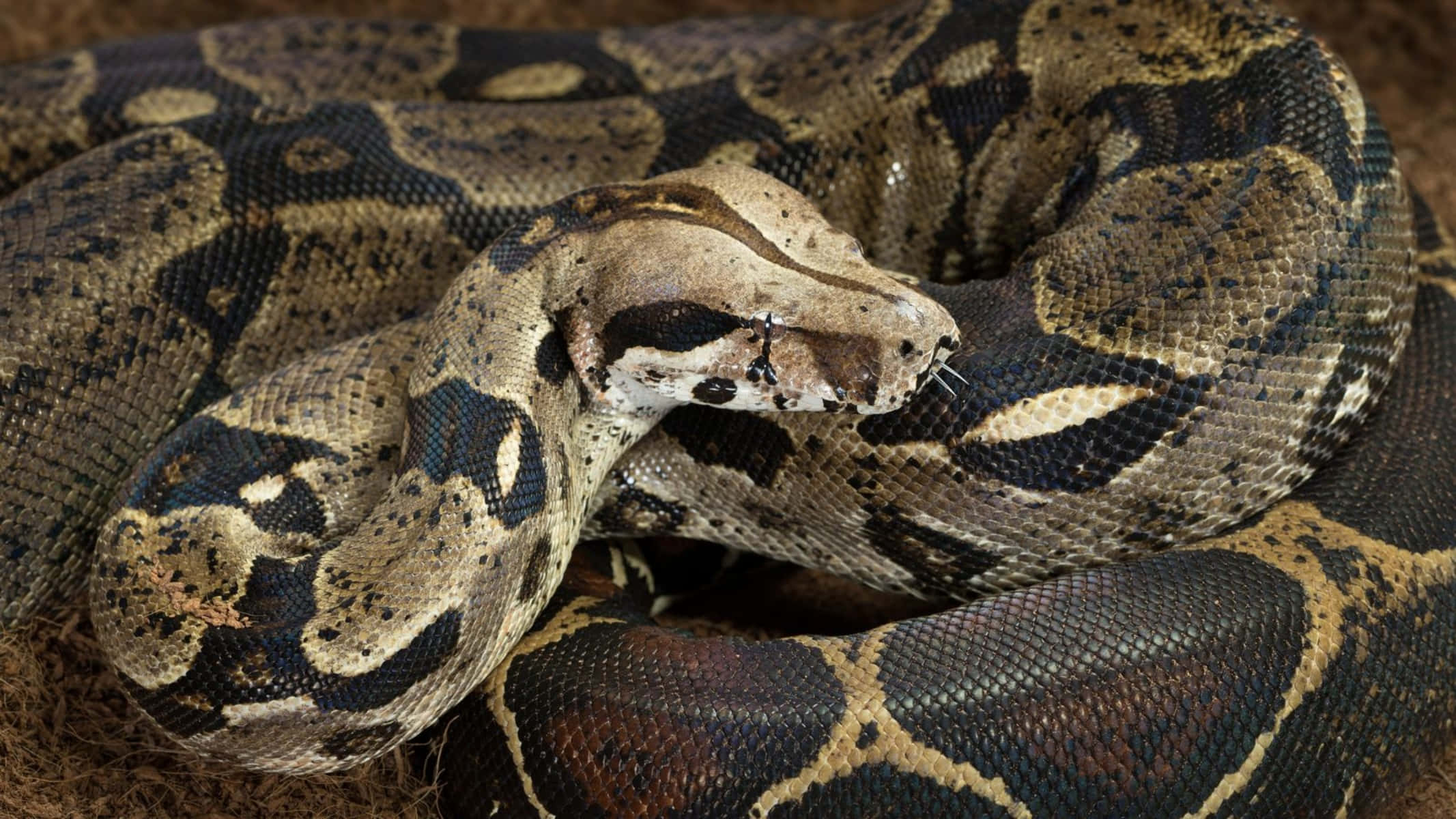 Boa Constrictor, python, brown, Full HD Desktop Wallpaper
