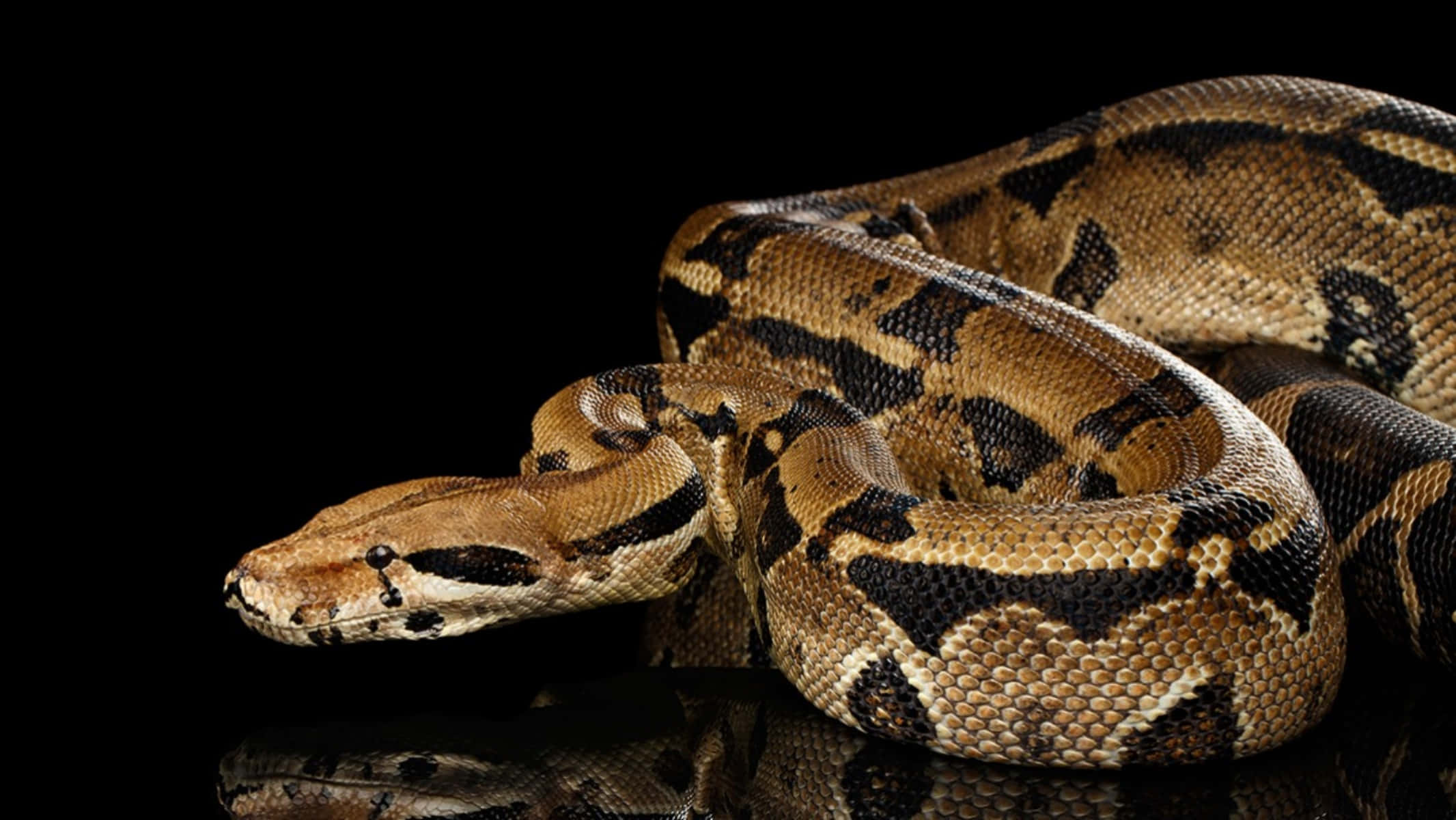 Boa Constrictor, black background, coiled python, Full HD Desktop Wallpaper