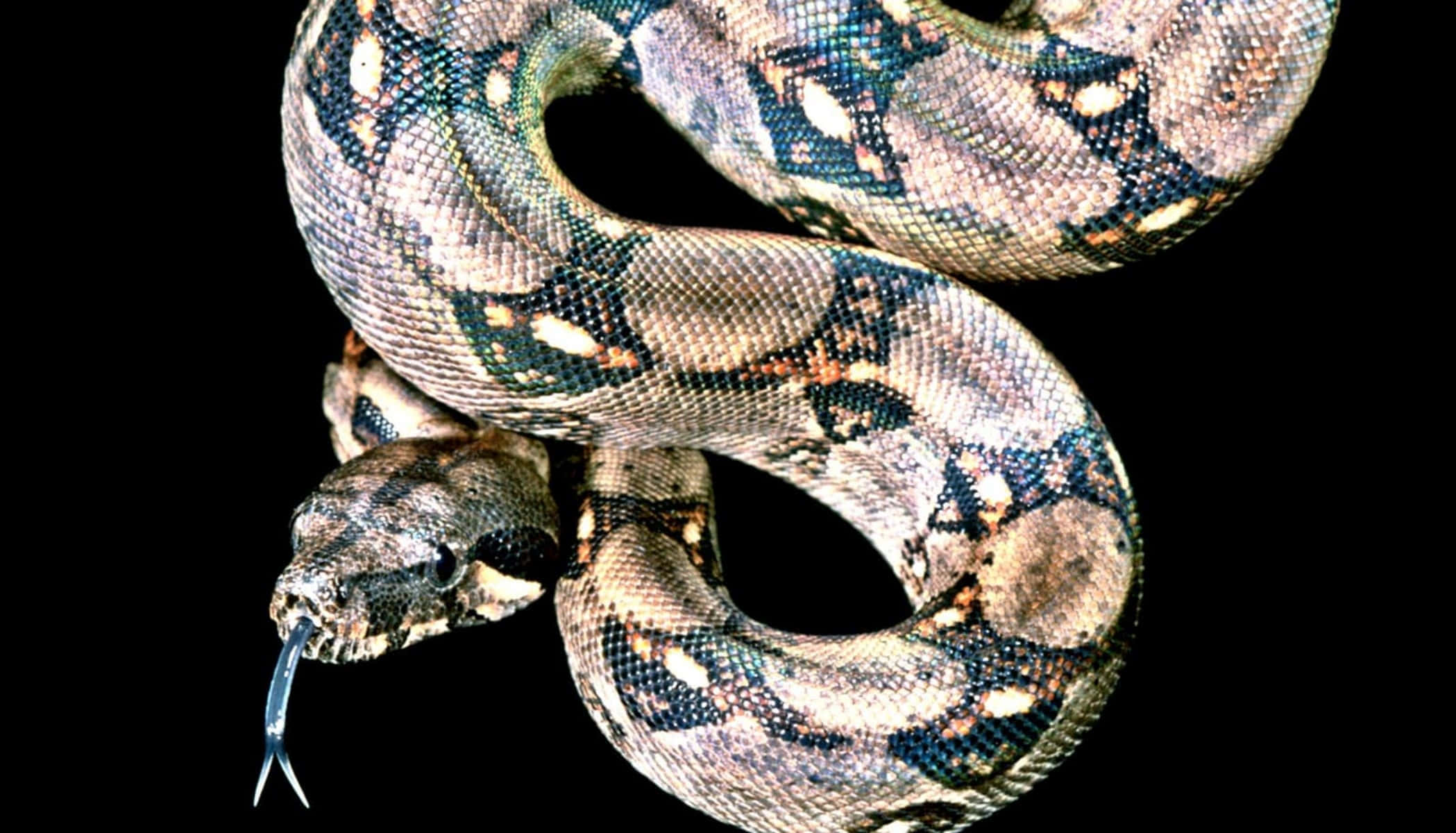 Boa Constrictor, brown and black patterns, forked tongue, Full HD Desktop Wallpaper