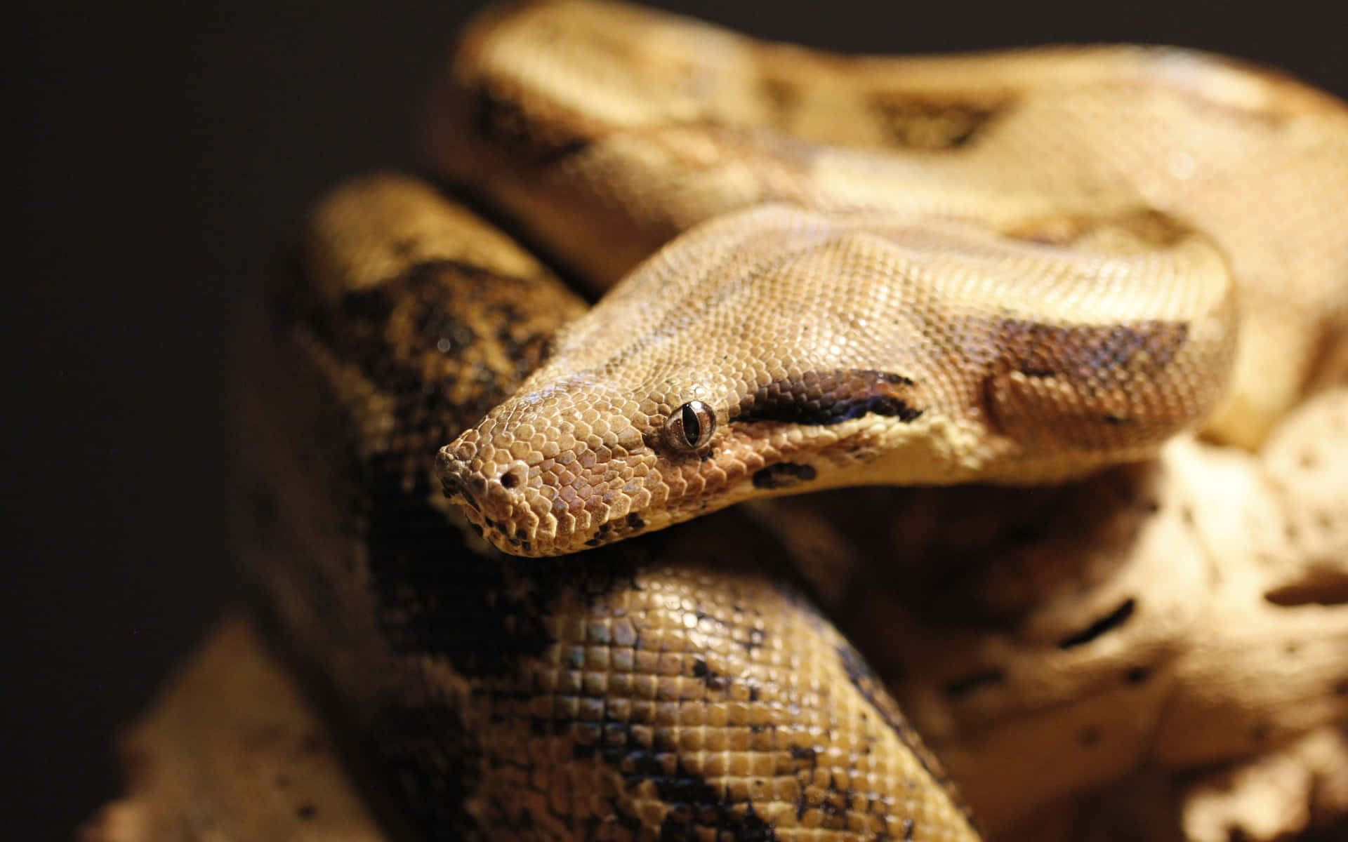 Boa Constrictor, coiled python, detailed scales, Full HD Desktop Wallpaper