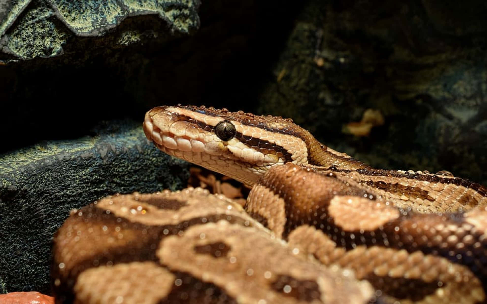Boa Constrictor, patterned snake, dark mossy rocks, HD Desktop Wallpaper