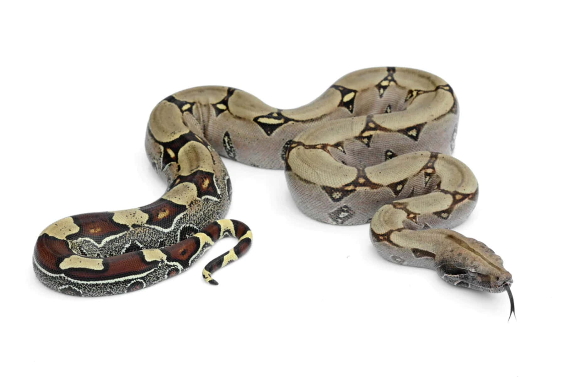 Boa Constrictor, brown beige and black patterns, stark white background, HD Desktop Wallpaper