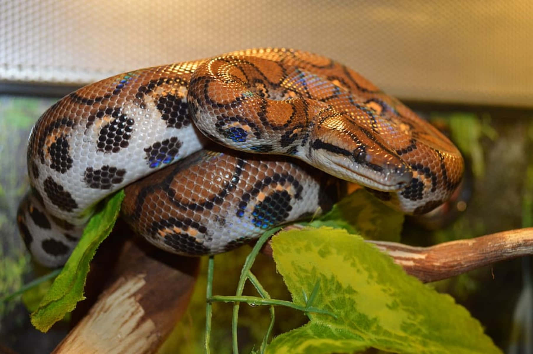 Boa Constrictor, branch, lush green foliage, HD Desktop Wallpaper