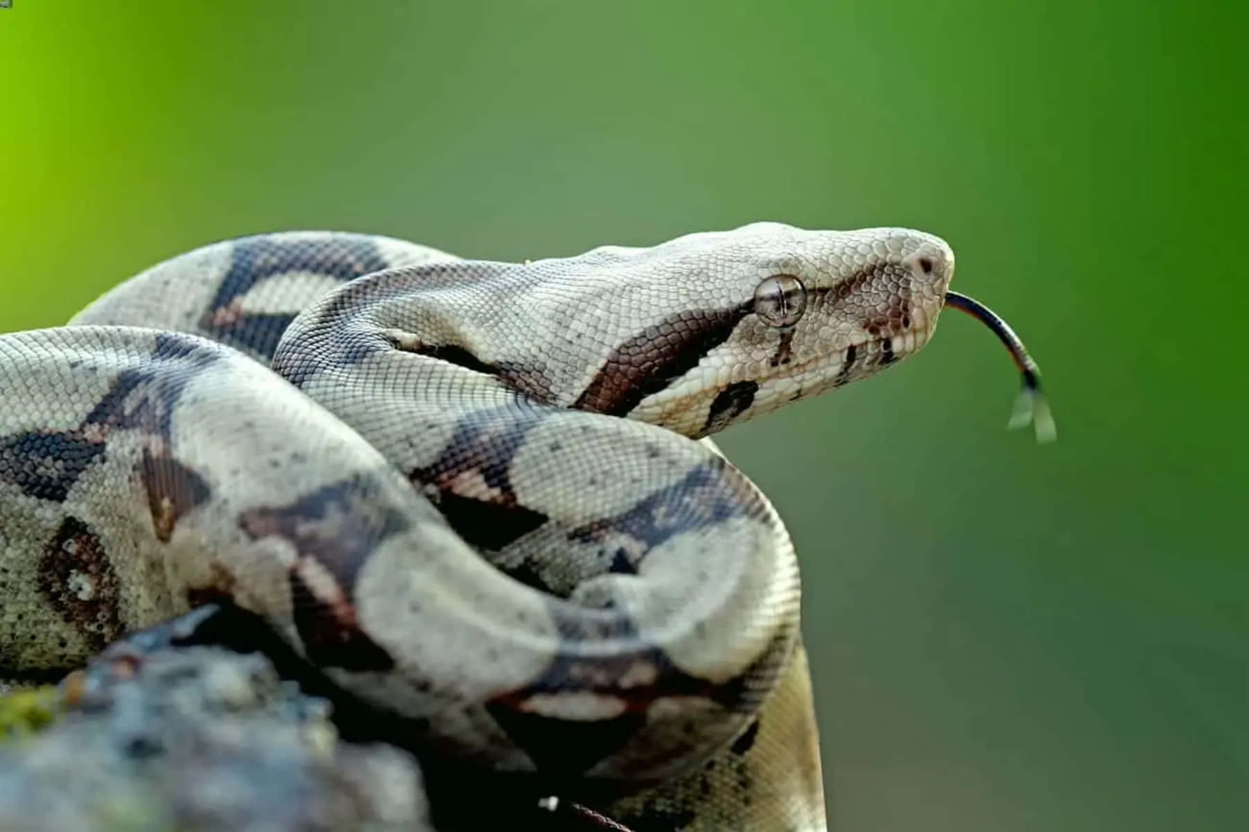 Boa Constrictor, tongue flick, patterned scales, HD Desktop Wallpaper