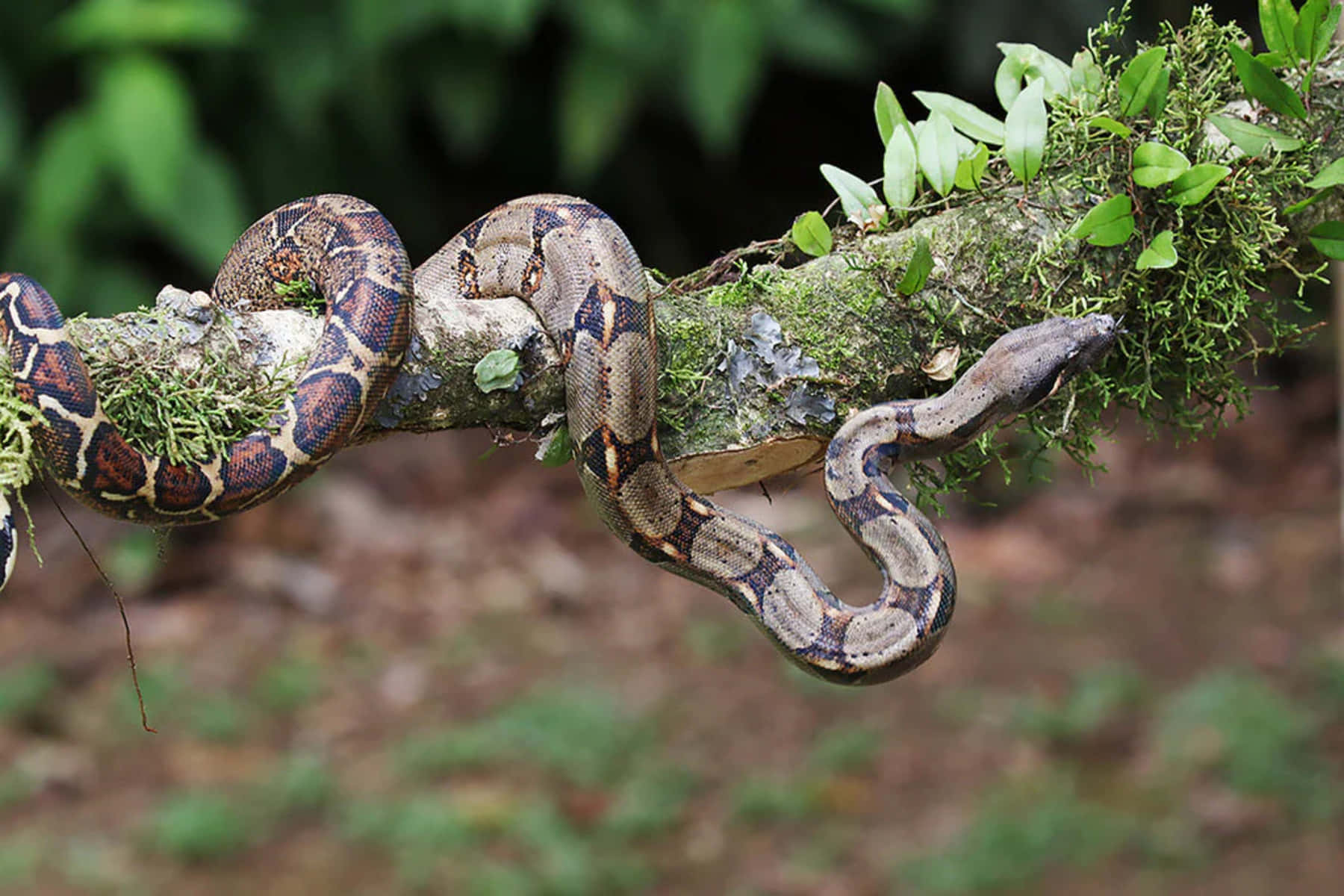 Boa Constrictor, mossy tree branch, lush green forest, HD Desktop Wallpaper