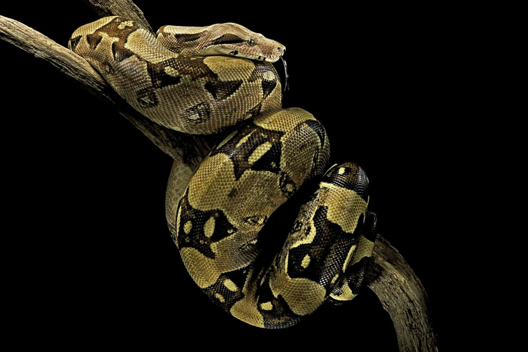Boa Constrictoron Branch, python, tree branch, HD Desktop Wallpaper