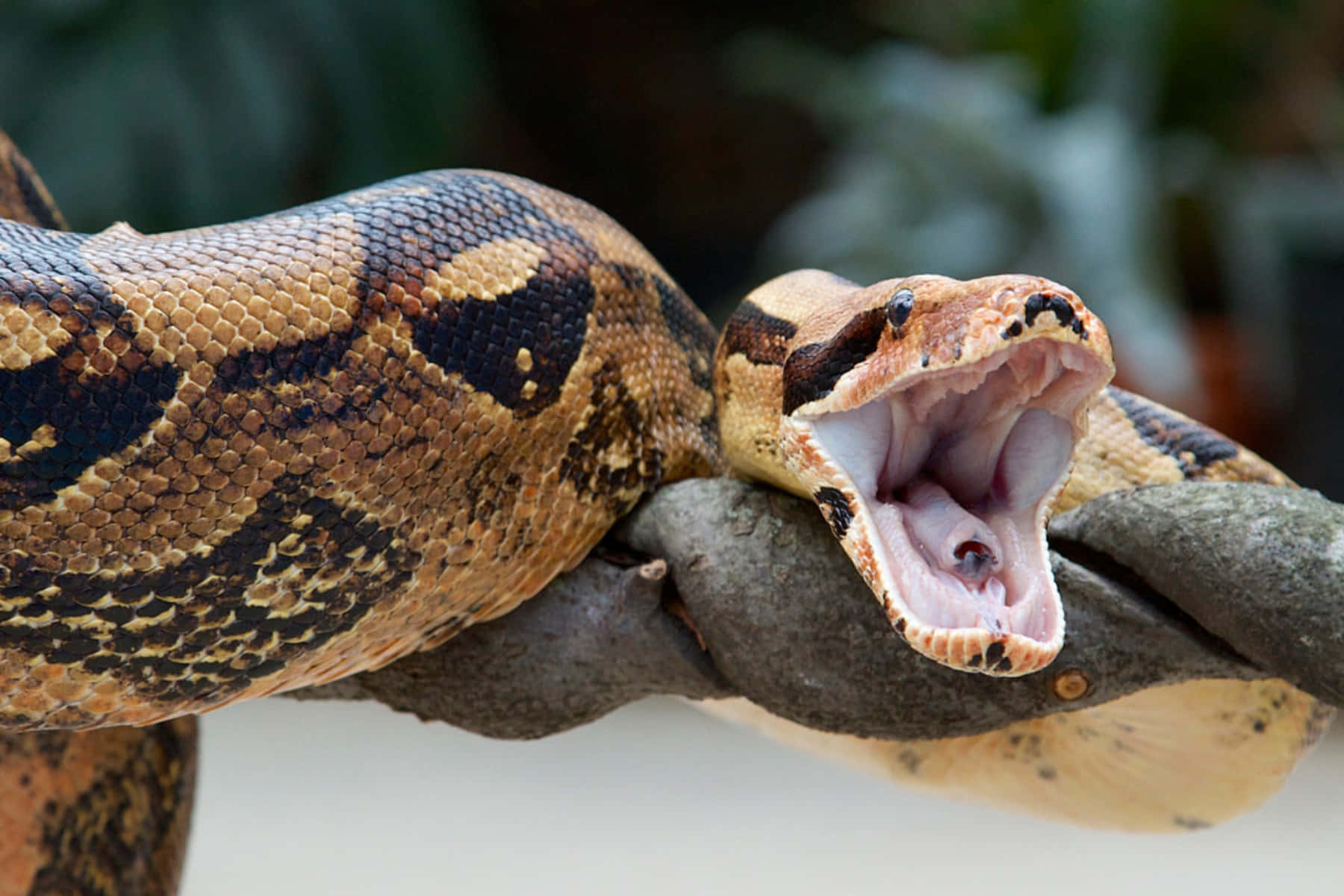 Boa Constrictor, mouth agape, large python, HD Desktop Wallpaper