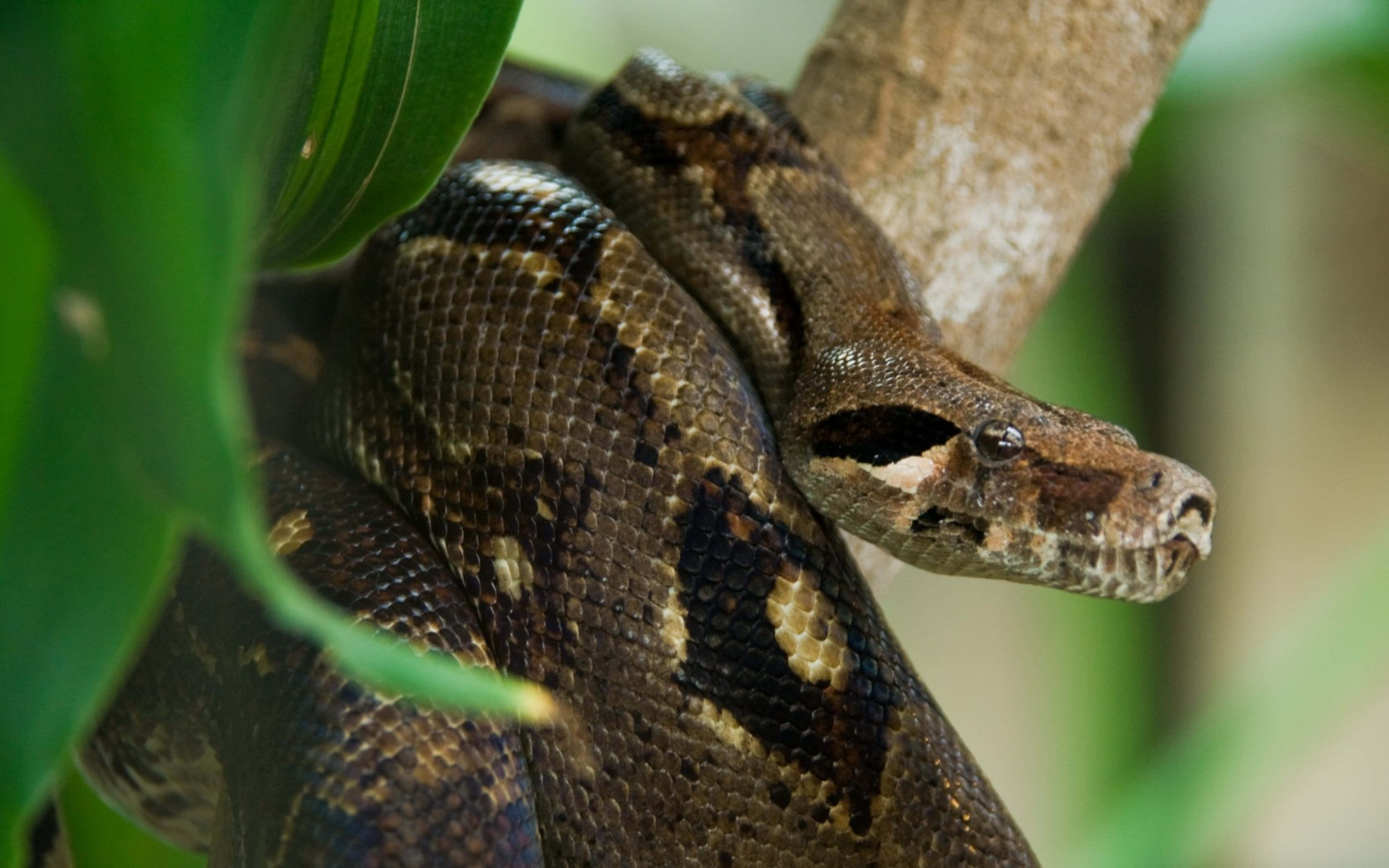 Boa Constrictor, brown python, tree branch, 4K Desktop Wallpaper