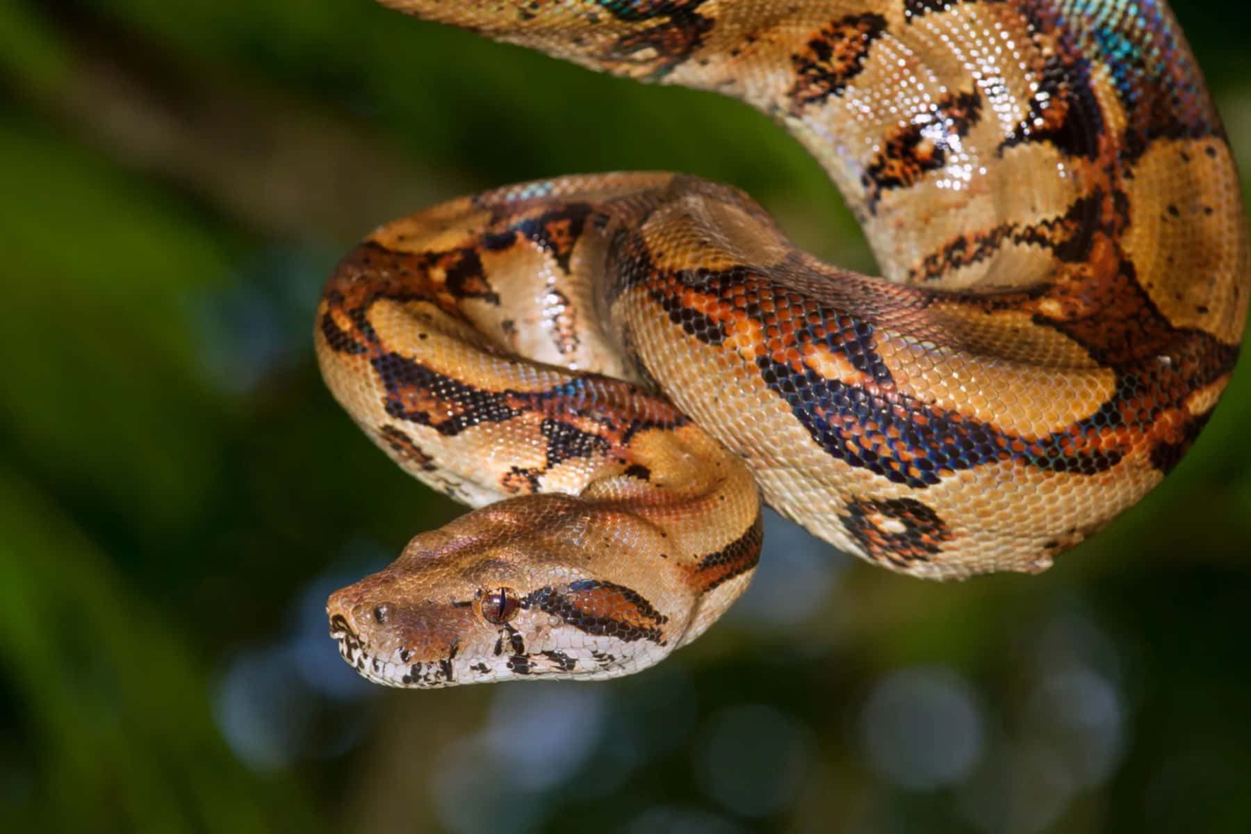 Boa Constrictor, natural habitat, patterned python, HD Desktop Wallpaper