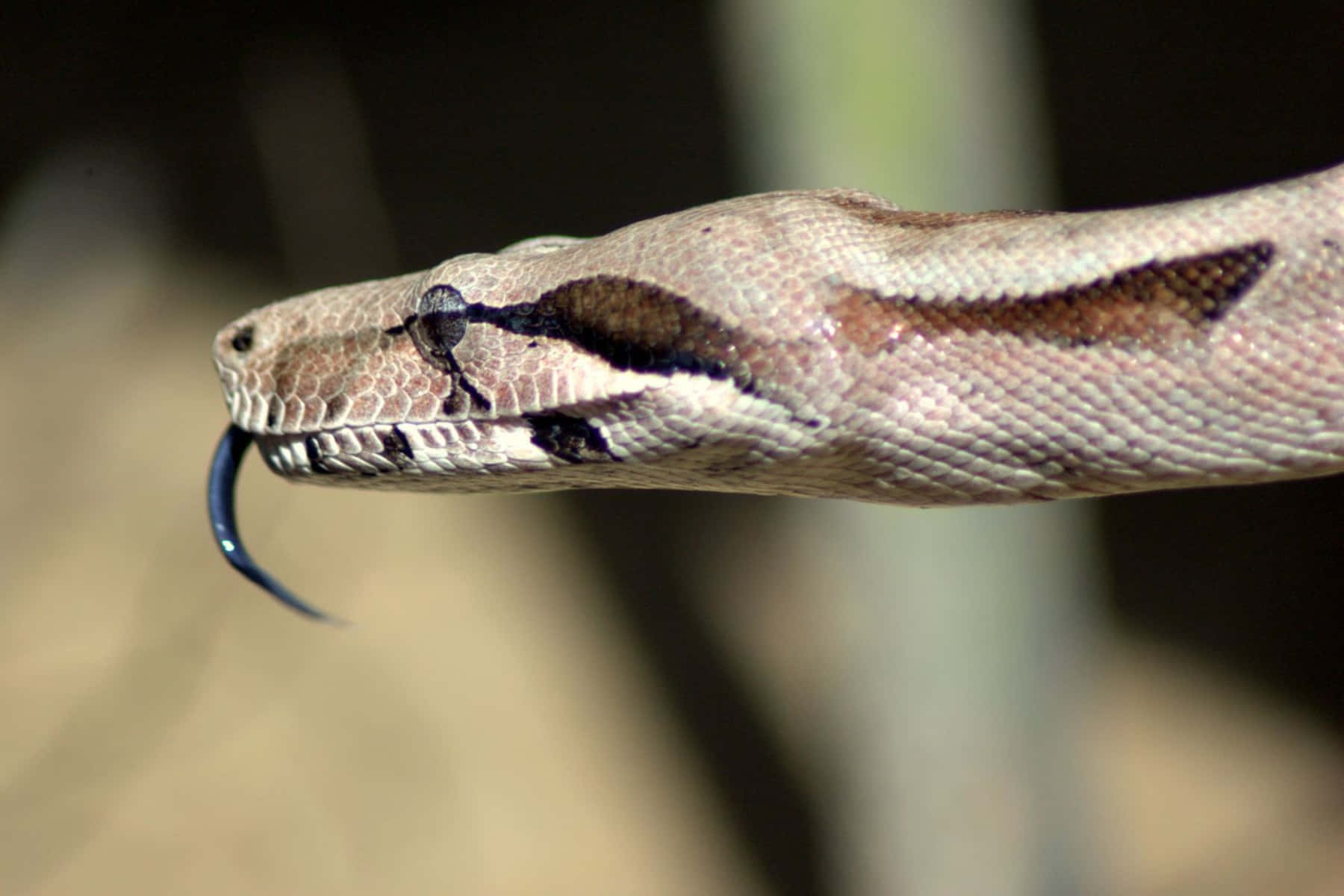 Boa Constrictor, python, forked tongue, HD Desktop Wallpaper