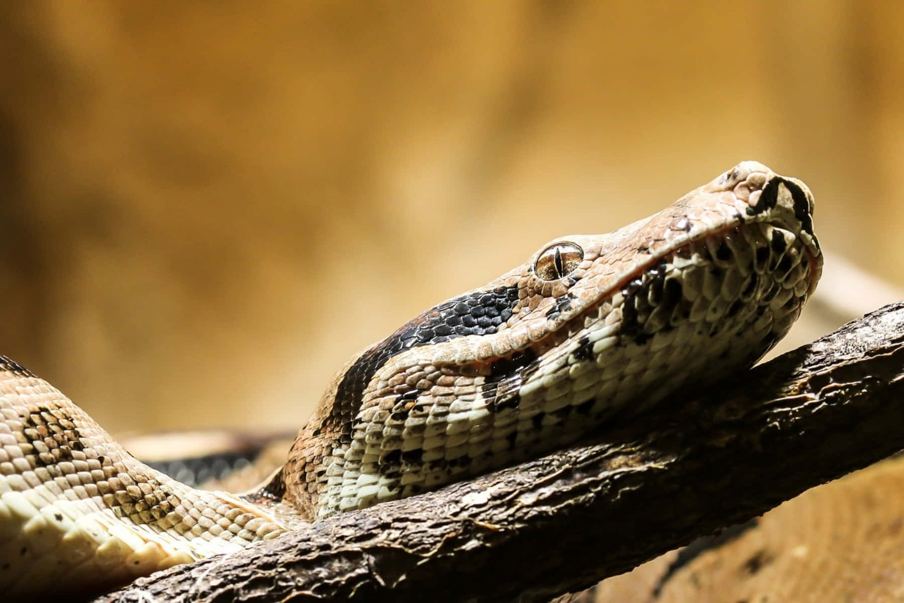 Boa Constrictor, branch, tree branch, HD Desktop Wallpaper
