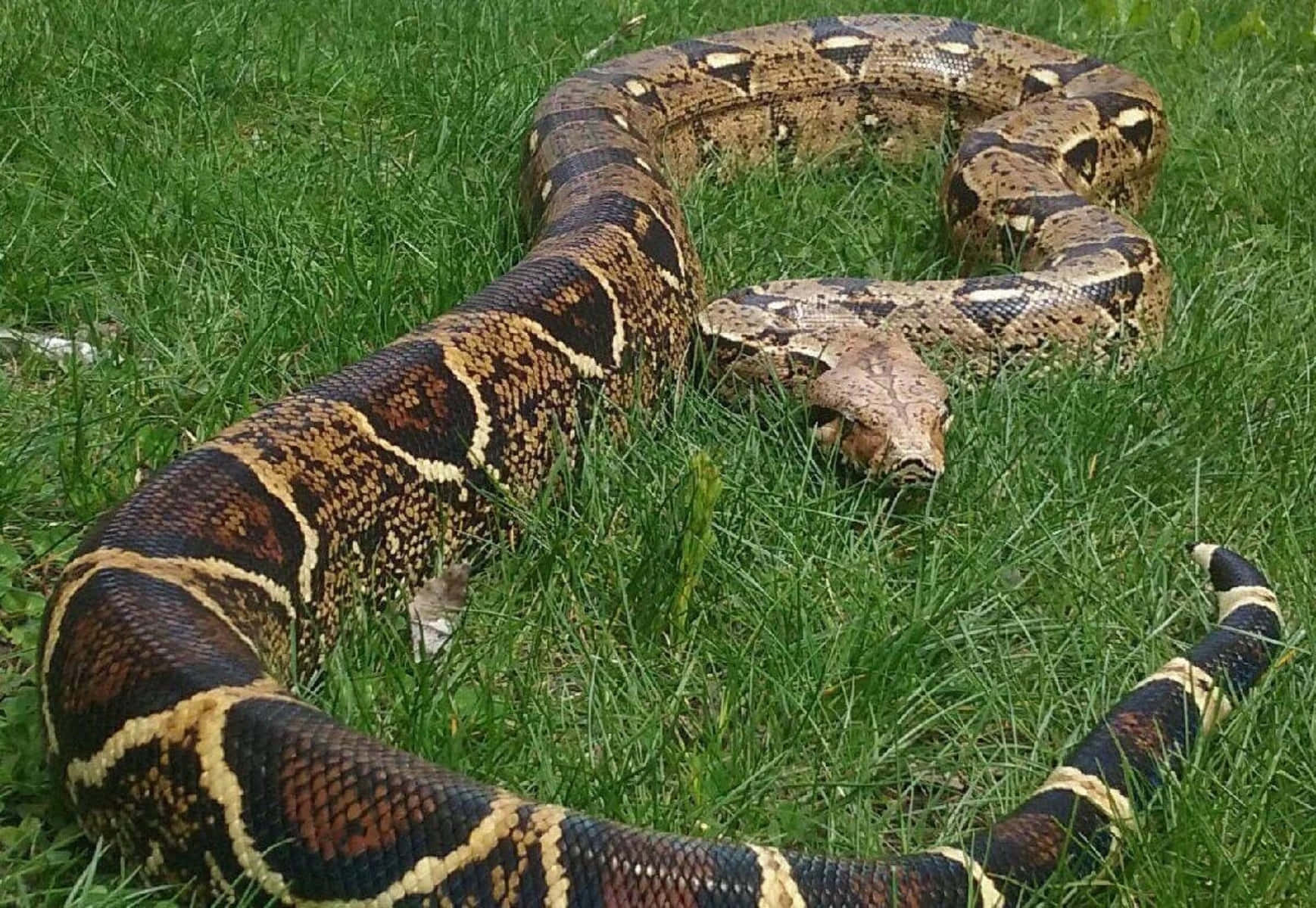 Boa Constrictor, grass, vibrant green, HD Desktop Wallpaper