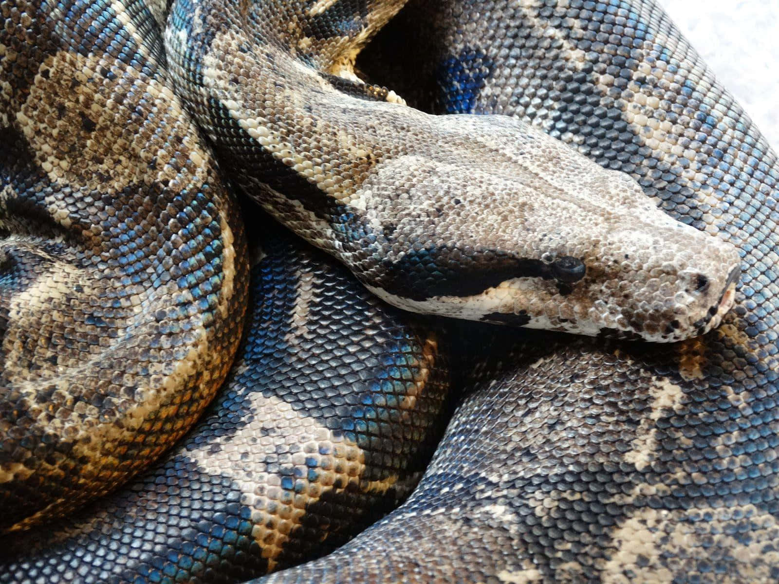 boa constrictor, brown blue and tan scales, coiled, HD Desktop Wallpaper
