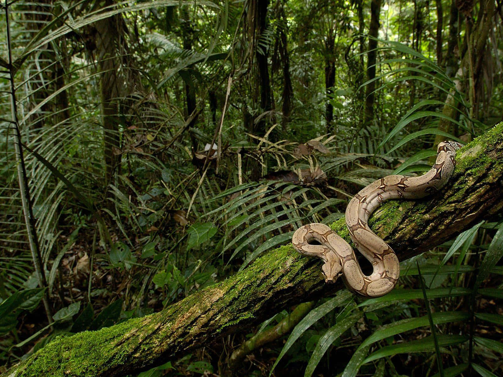 Boa Constrictor, rainforest habitat, mossy tree branch, HD Desktop Wallpaper