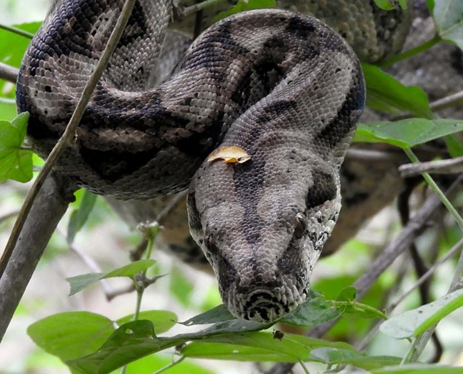 Boa Constrictorin Foliage, python, lush green foliage, HD Desktop Wallpaper