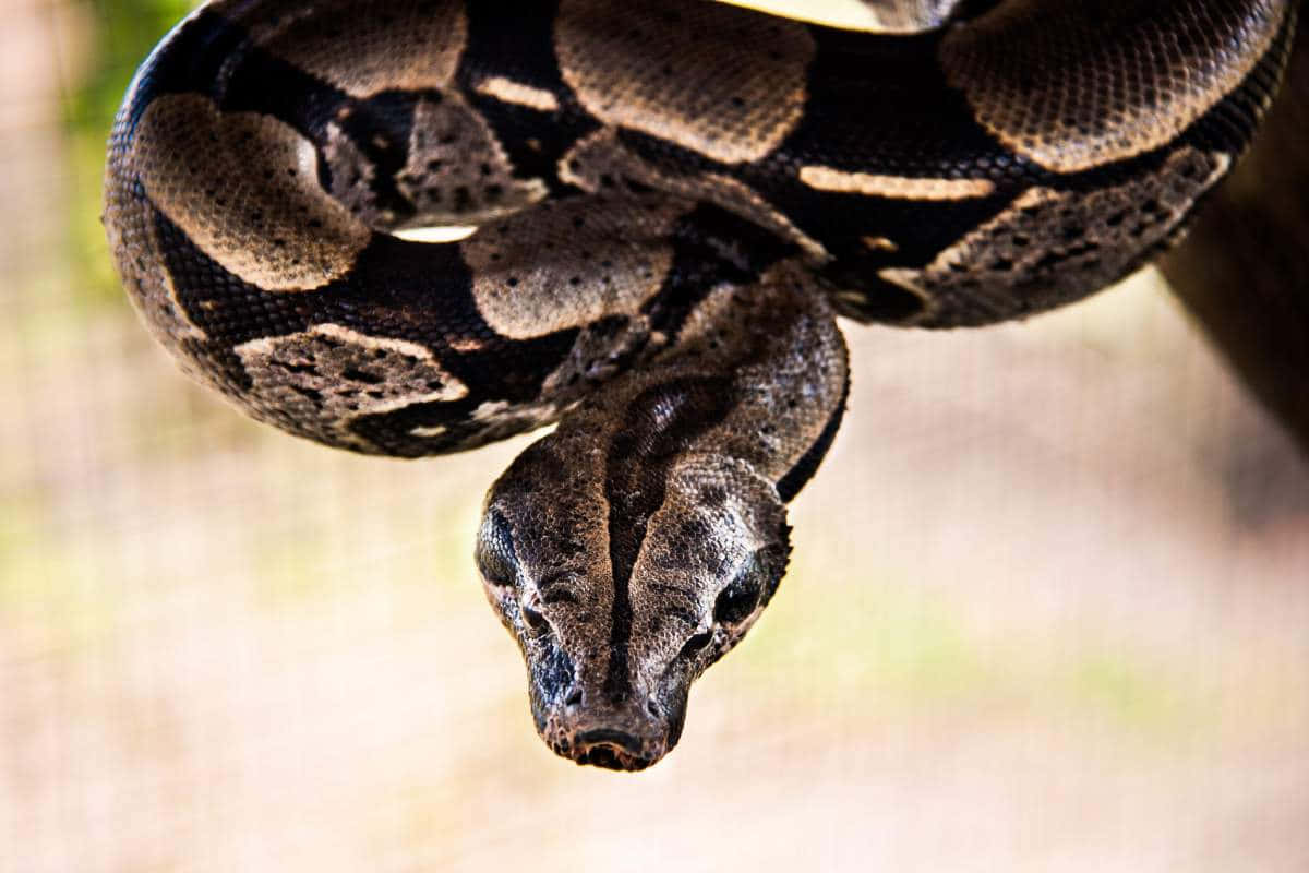 coiled boa constrictor, large python, blurred natural background, SD Desktop Wallpaper