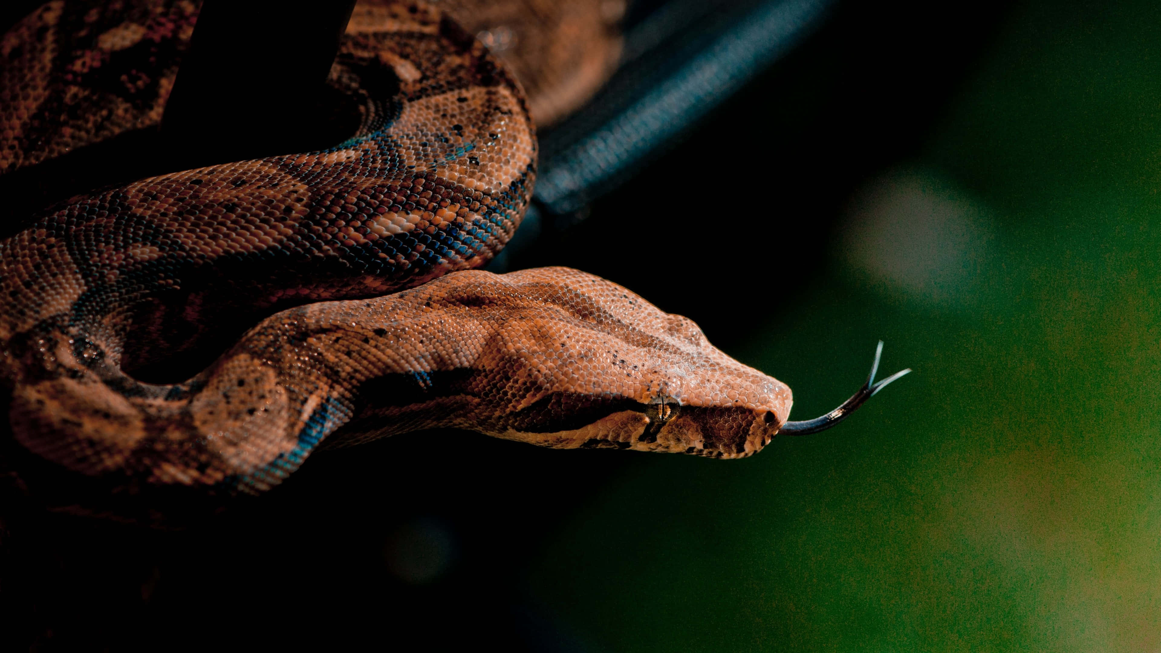 Boa Constrictor, forked tongue, brown snake, 4K Desktop Wallpaper