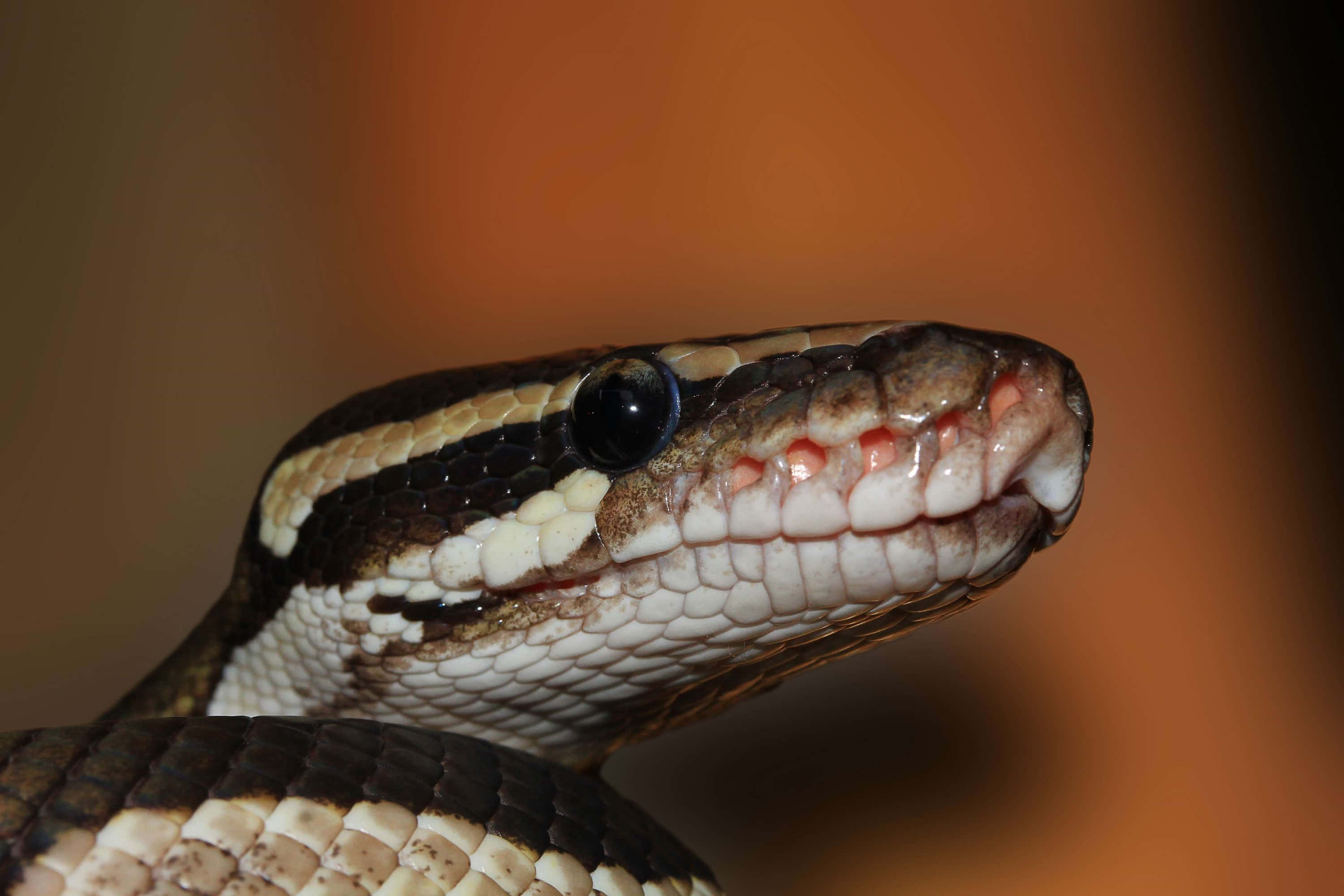 boa constrictor, close up, detailed scales, 2K Desktop Wallpaper