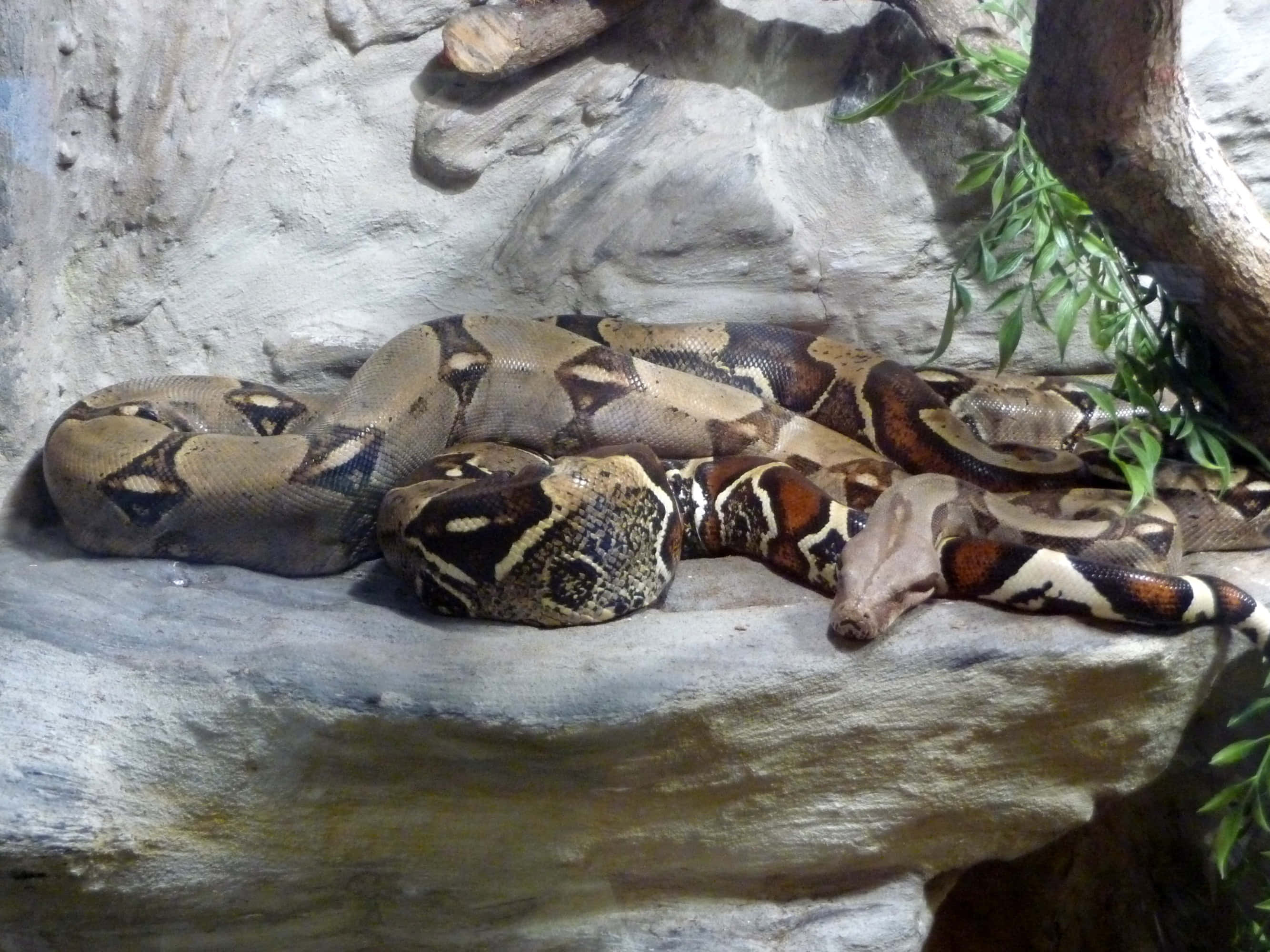Boa Constrictor, rock ledge, green foliage, 2K Desktop Wallpaper