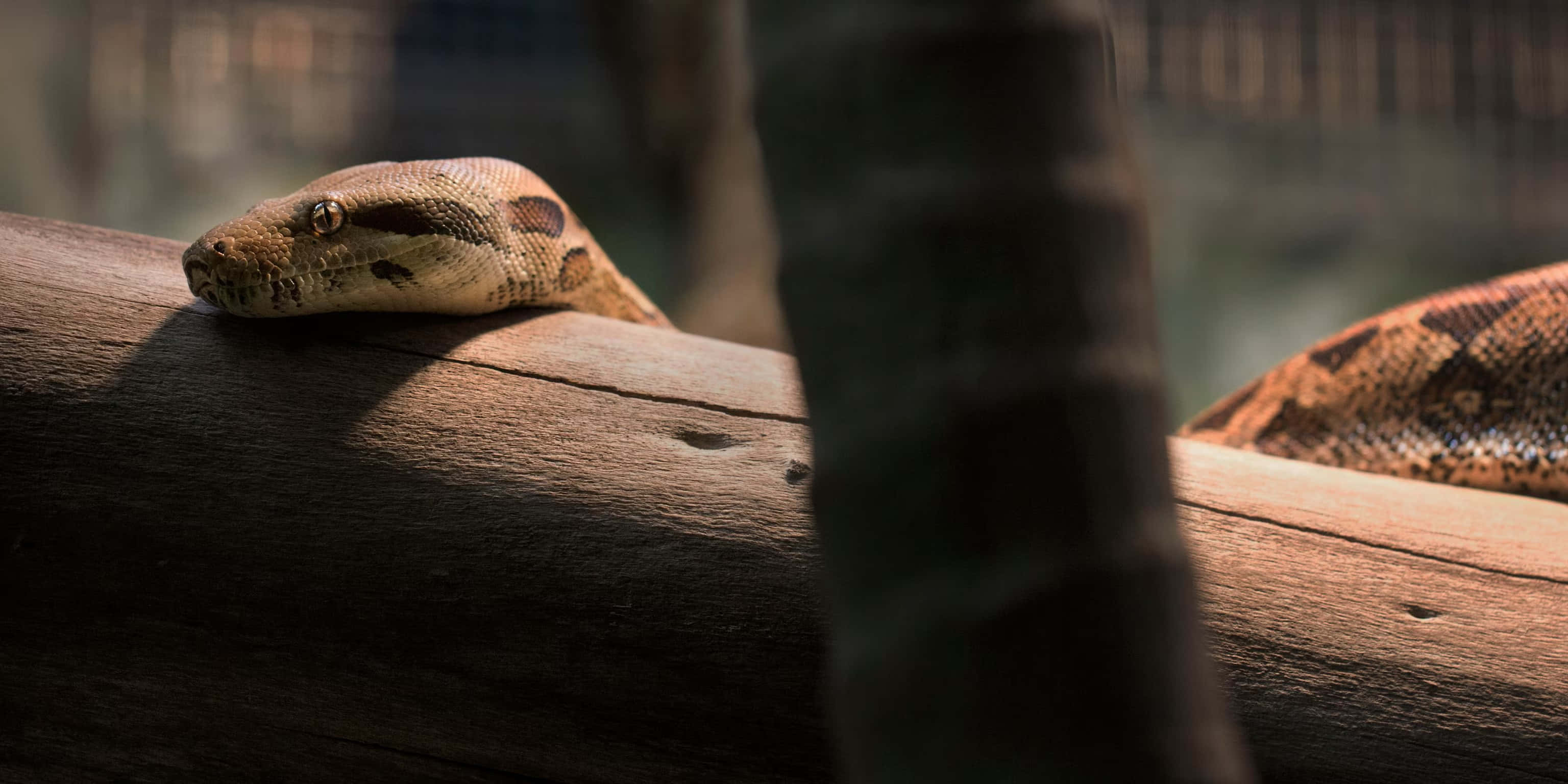 Boa Constrictor, wood, weathered log, 2K Desktop Wallpaper