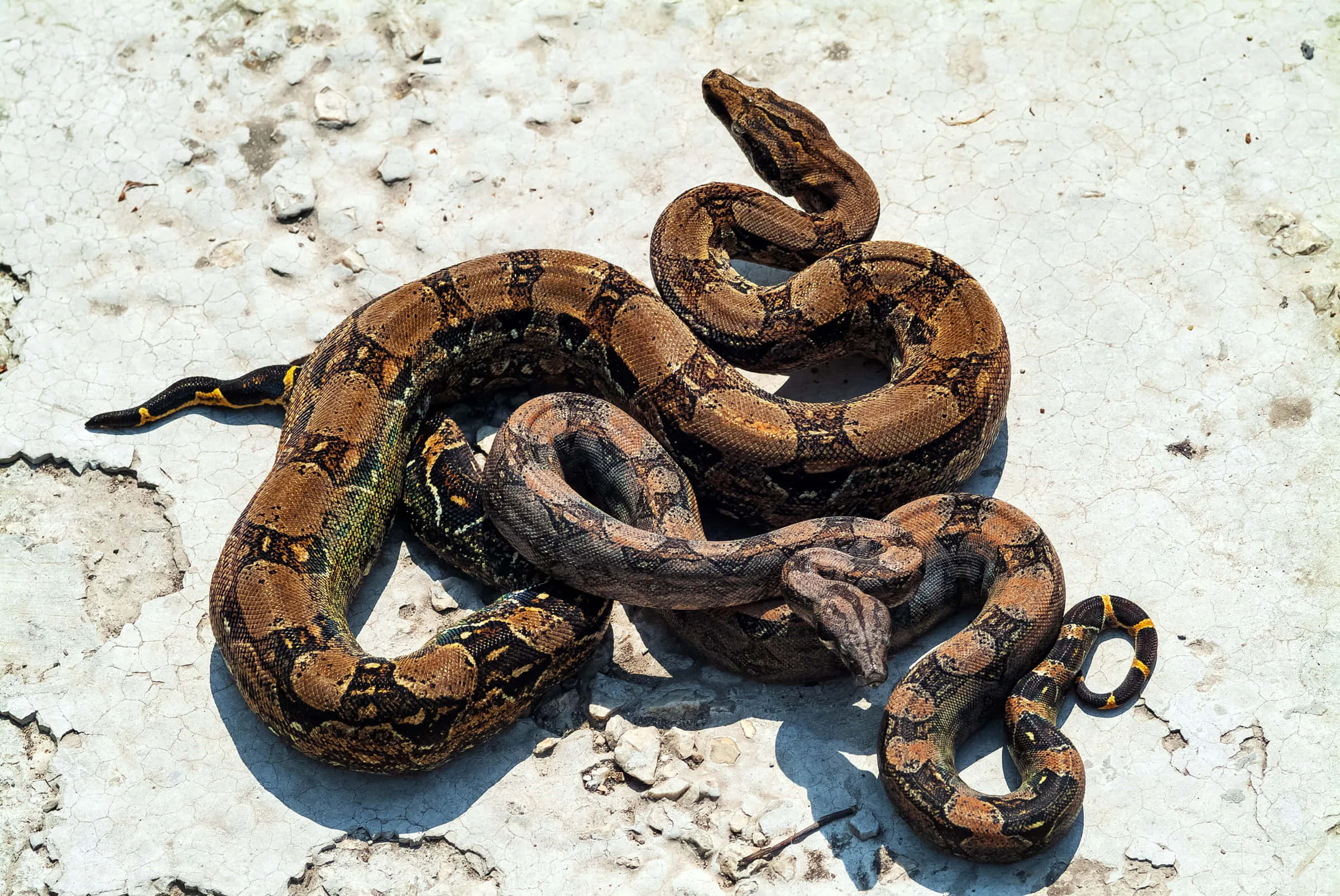 Boa Constrictor, sunbathing, rock, Full HD Desktop Wallpaper