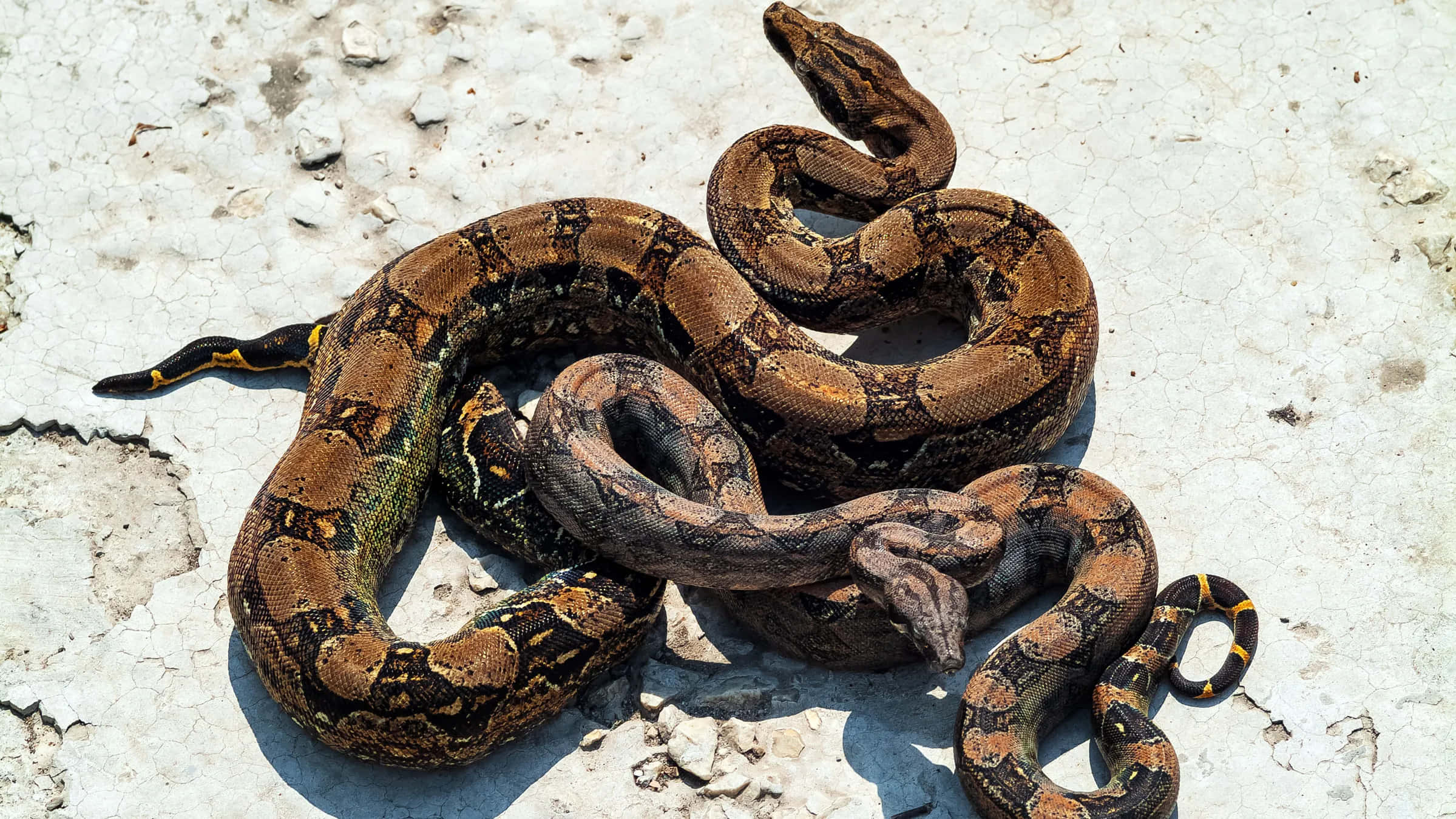 Boa Constrictor, sunbathing, cracked sunlit concrete, Full HD Desktop Wallpaper