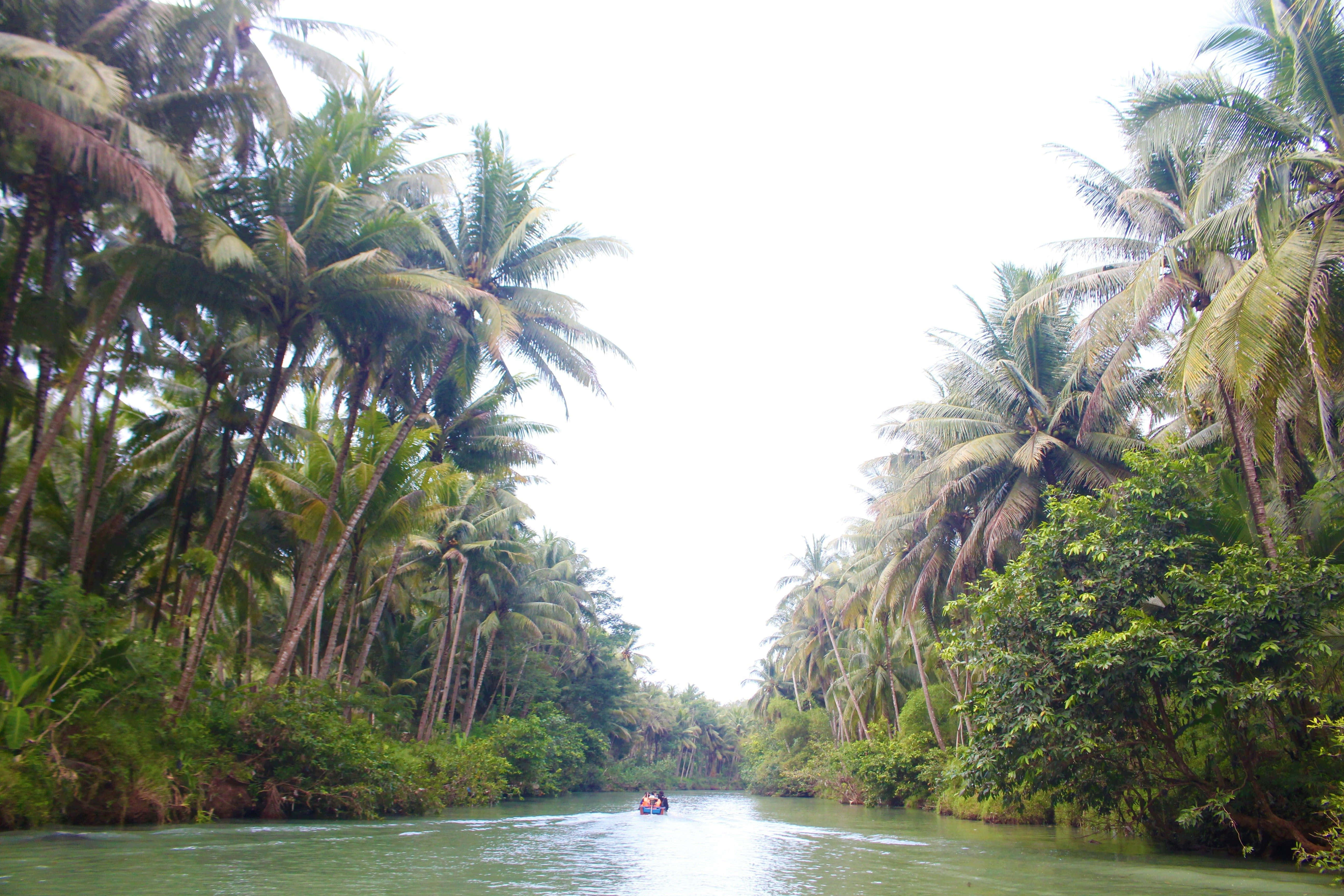 tropical river boat tour, small boat, narrow river, 5K Desktop Wallpaper